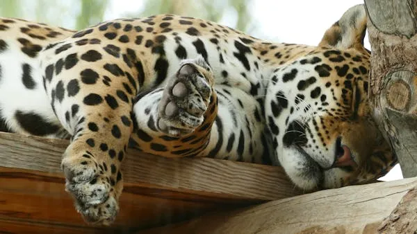Majestic Leopard Curled Up Sleeping on the Wooden Board
