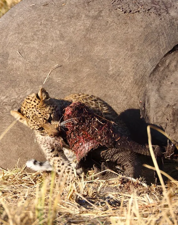 Majestic Leopard Guarding its Prey on Rocky Surface