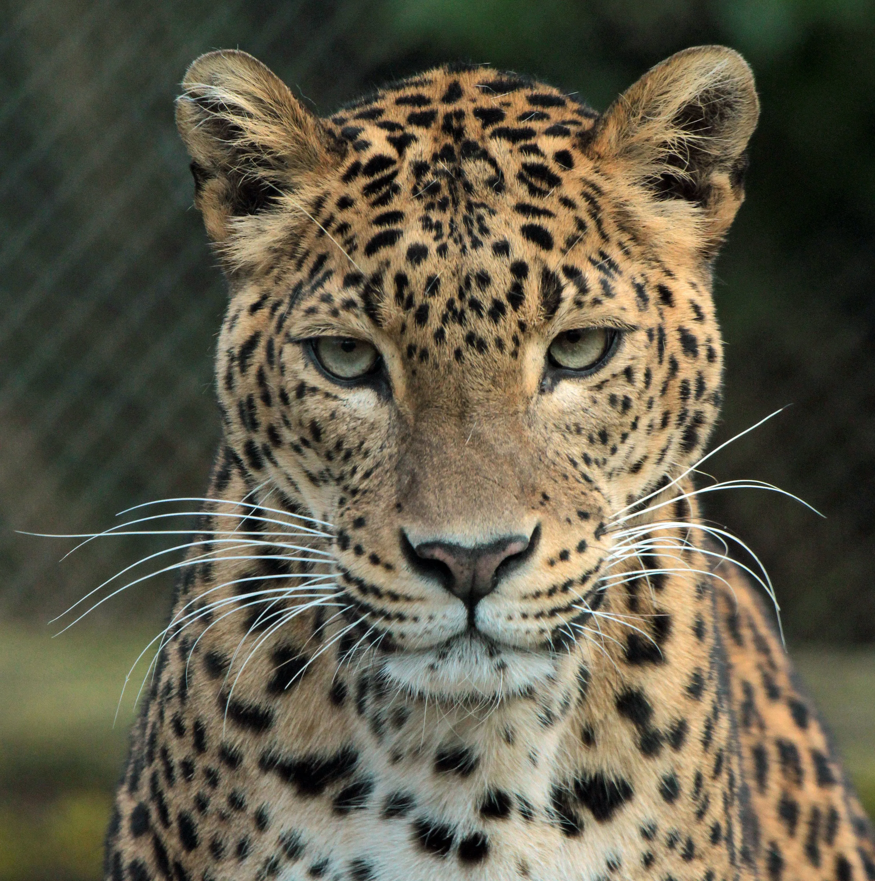 Majestic Leopard Looking Intensely with an Angry Face