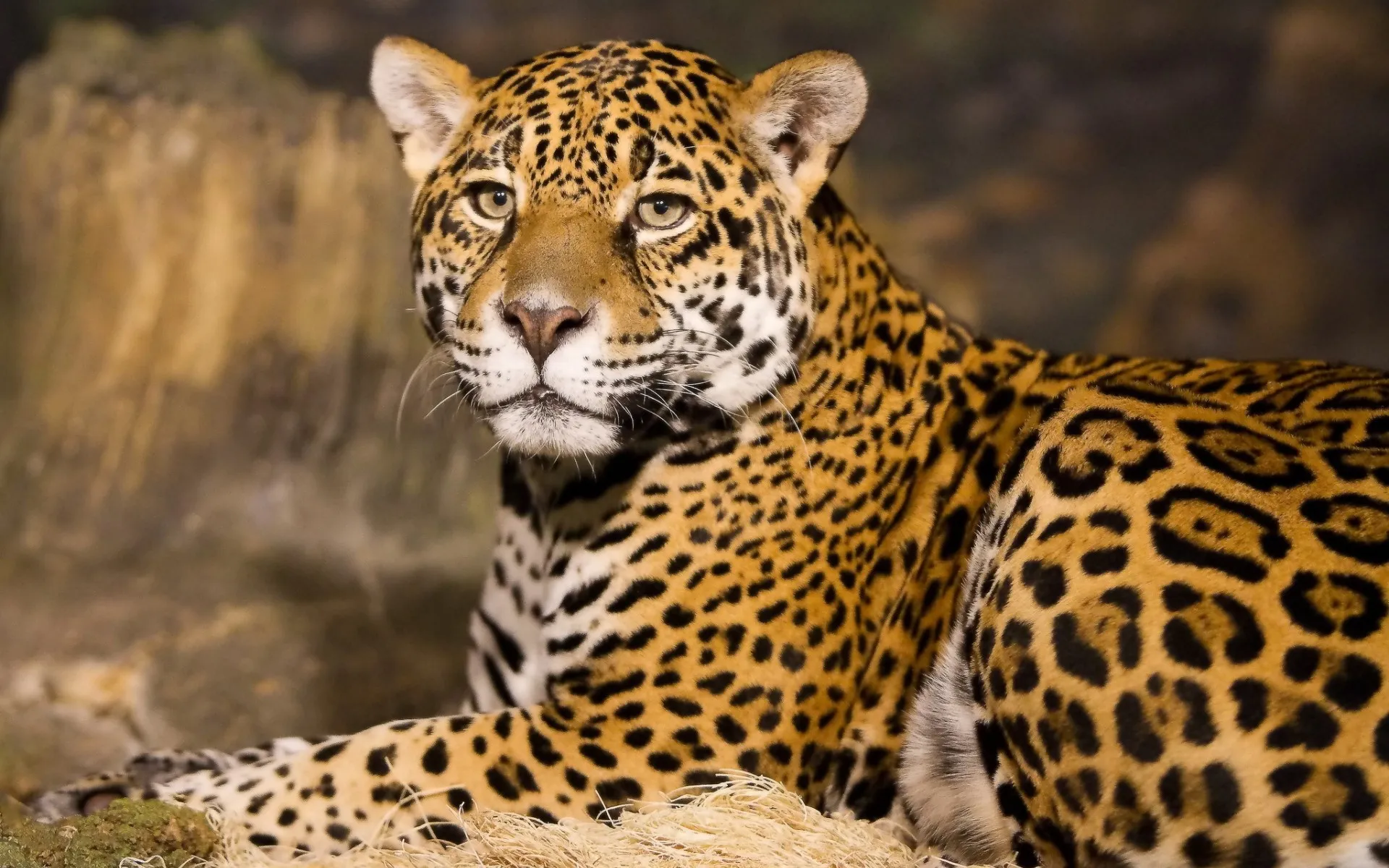 Majestic Leopard Looking Straight HD Desktop Wallpaper