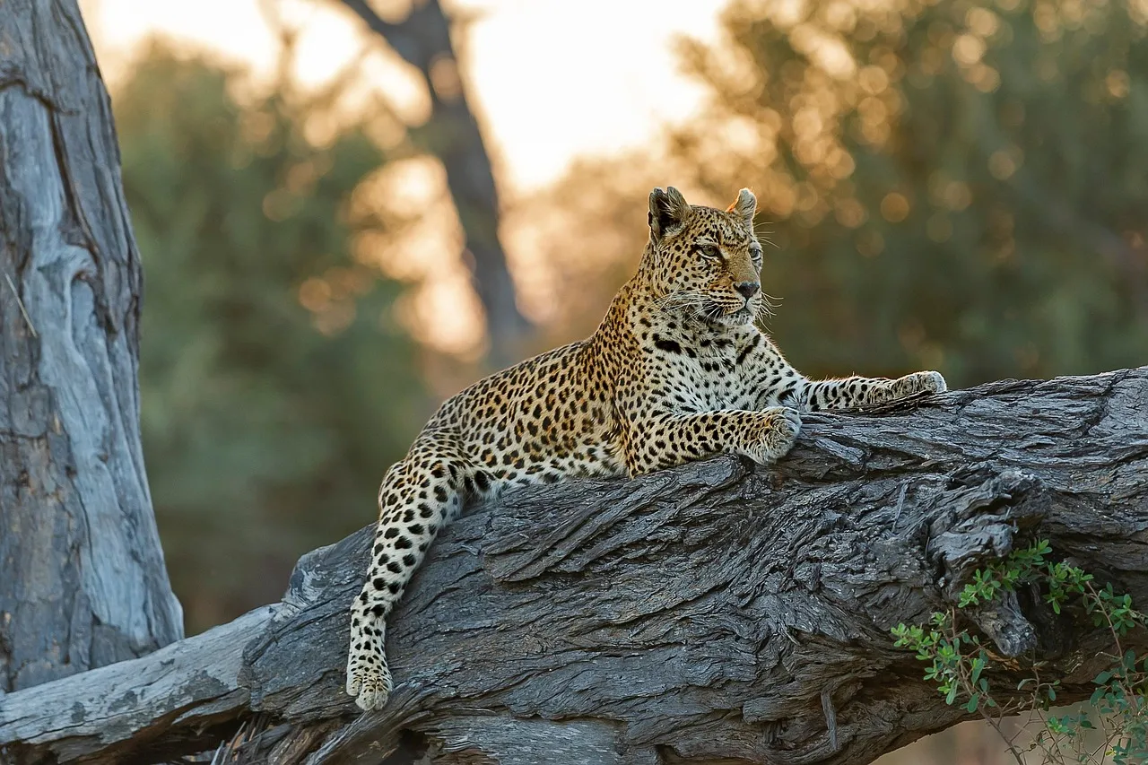 Majestic Leopard Lying on the Dry Wood Free HD Wallpaper