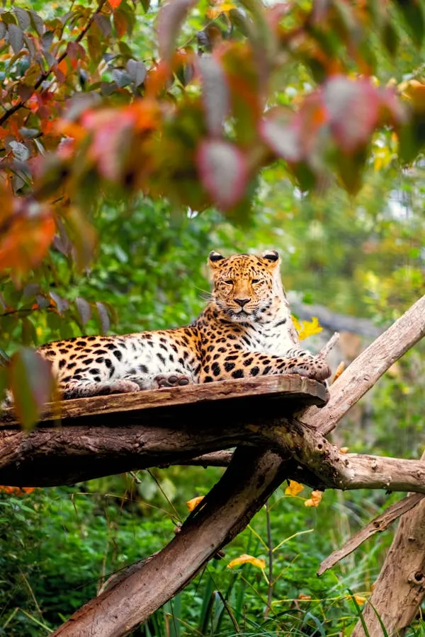 Majestic Leopard Lying on High Wooden Branch in the Forest