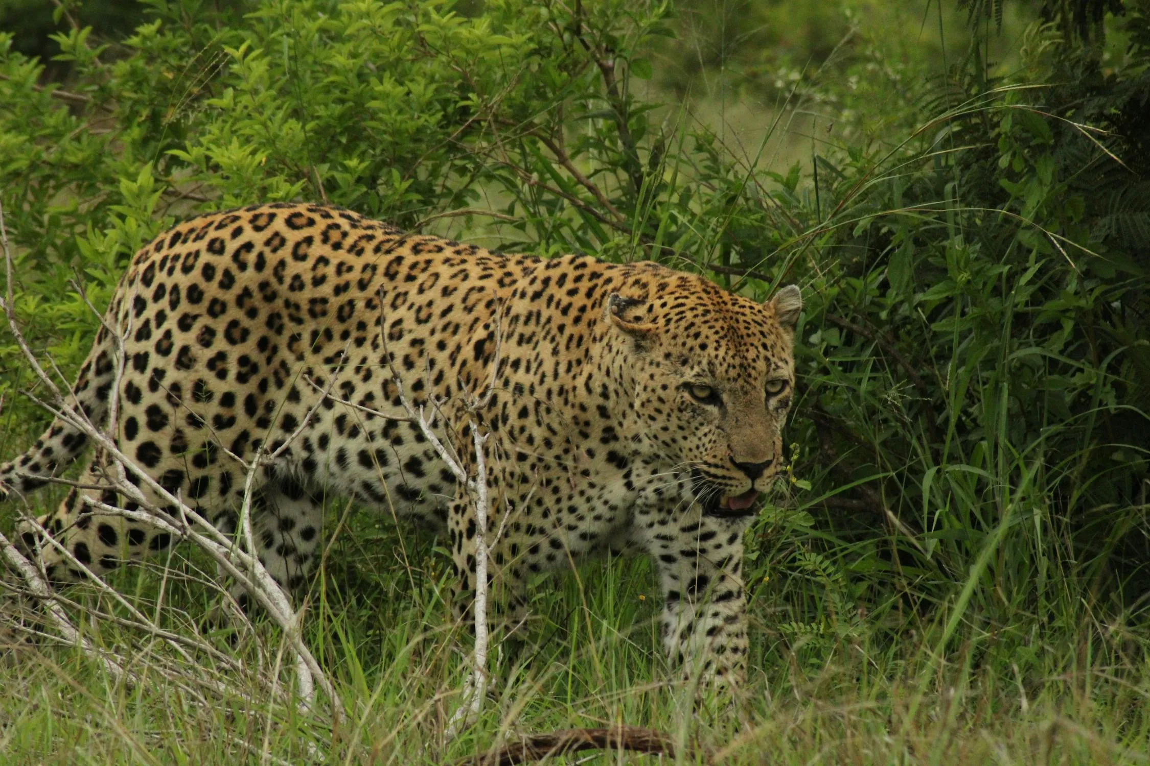 Majestic Leopard in Natural Green Habitat Wildlife Wallpaper