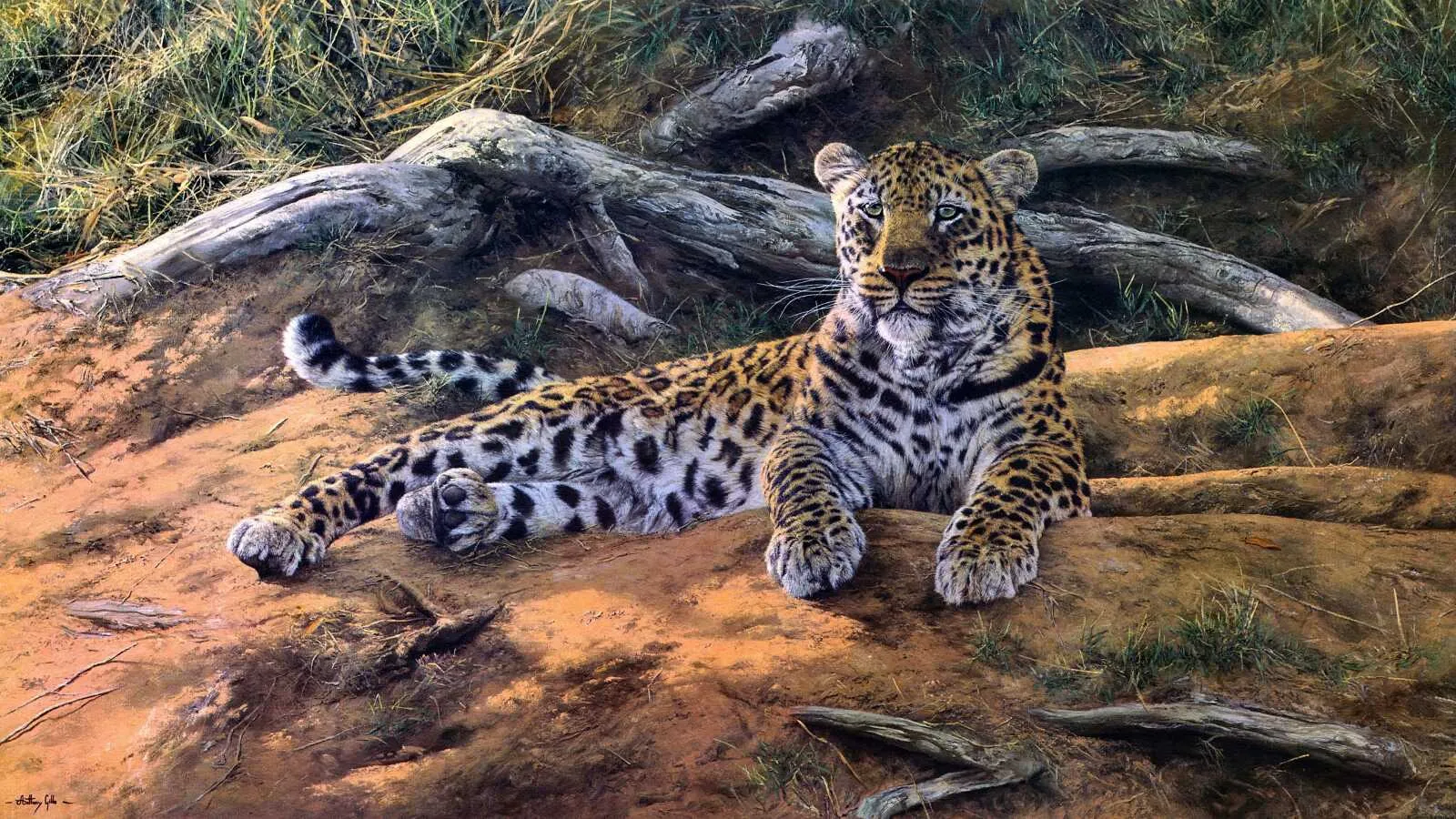 Majestic Leopard Resting Beside Dry Woods in the Forest