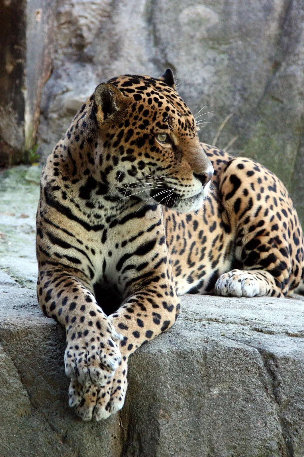 Majestic Leopard Resting on Rock Stunning Wildlife Wallpaper