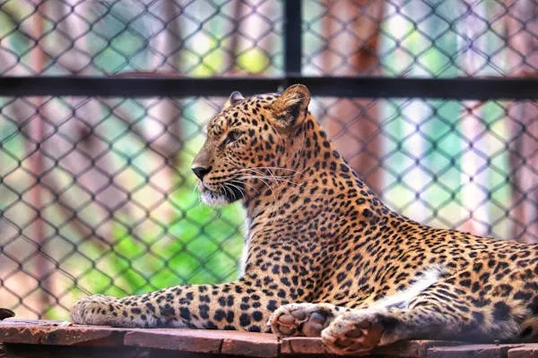 Majestic Leopard Resting on Wood Platform Inside Zoo Cage