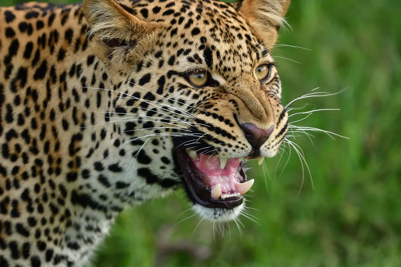 Majestic Leopard Roaring in the Grassland Wildlife Wallpaper