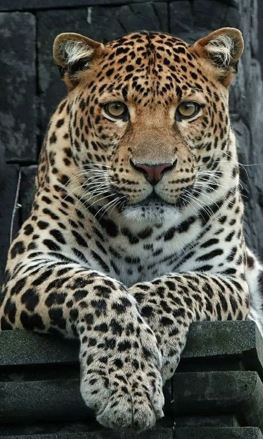 Majestic Leopard Sitting Calmly on Forest Rock Wallpaper