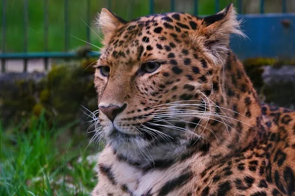 Majestic Leopard Sitting Calmly in Green Grass in the Cage