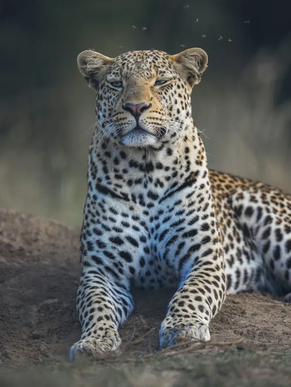 Majestic Leopard Sitting Calmly with Steady Gaze Wallpaper