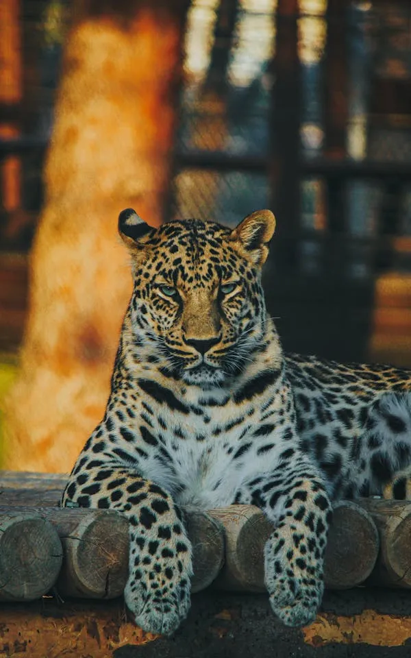Majestic Leopard Sitting Peacefully on Platform in Zoo