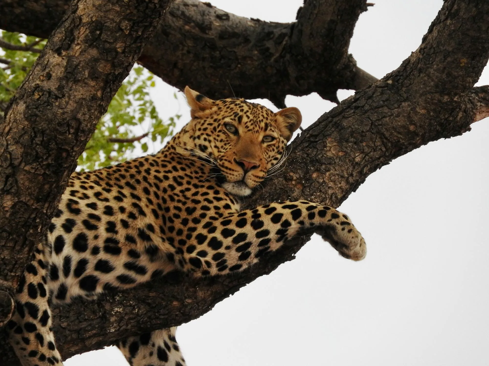 Majestic Leopard Sitting on the Tree Branch Stunning Image