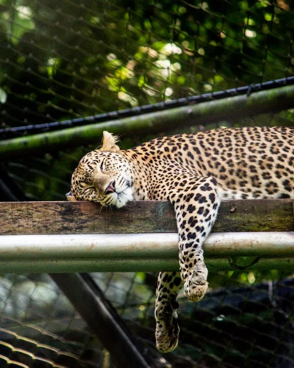Majestic Leopard Sleeping on Wooden Log in Zoo Setting