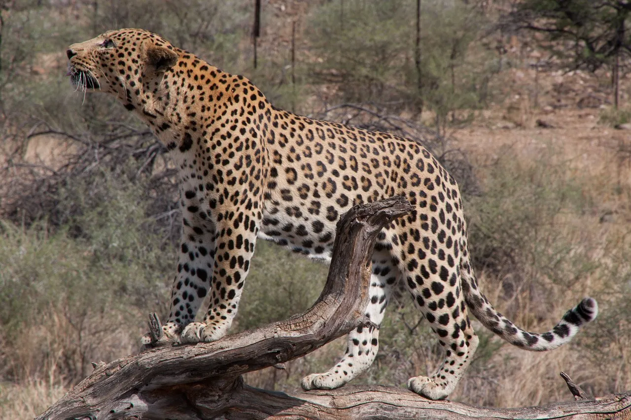 Majestic Leopard Standing in the Dry Wood and Looking Up