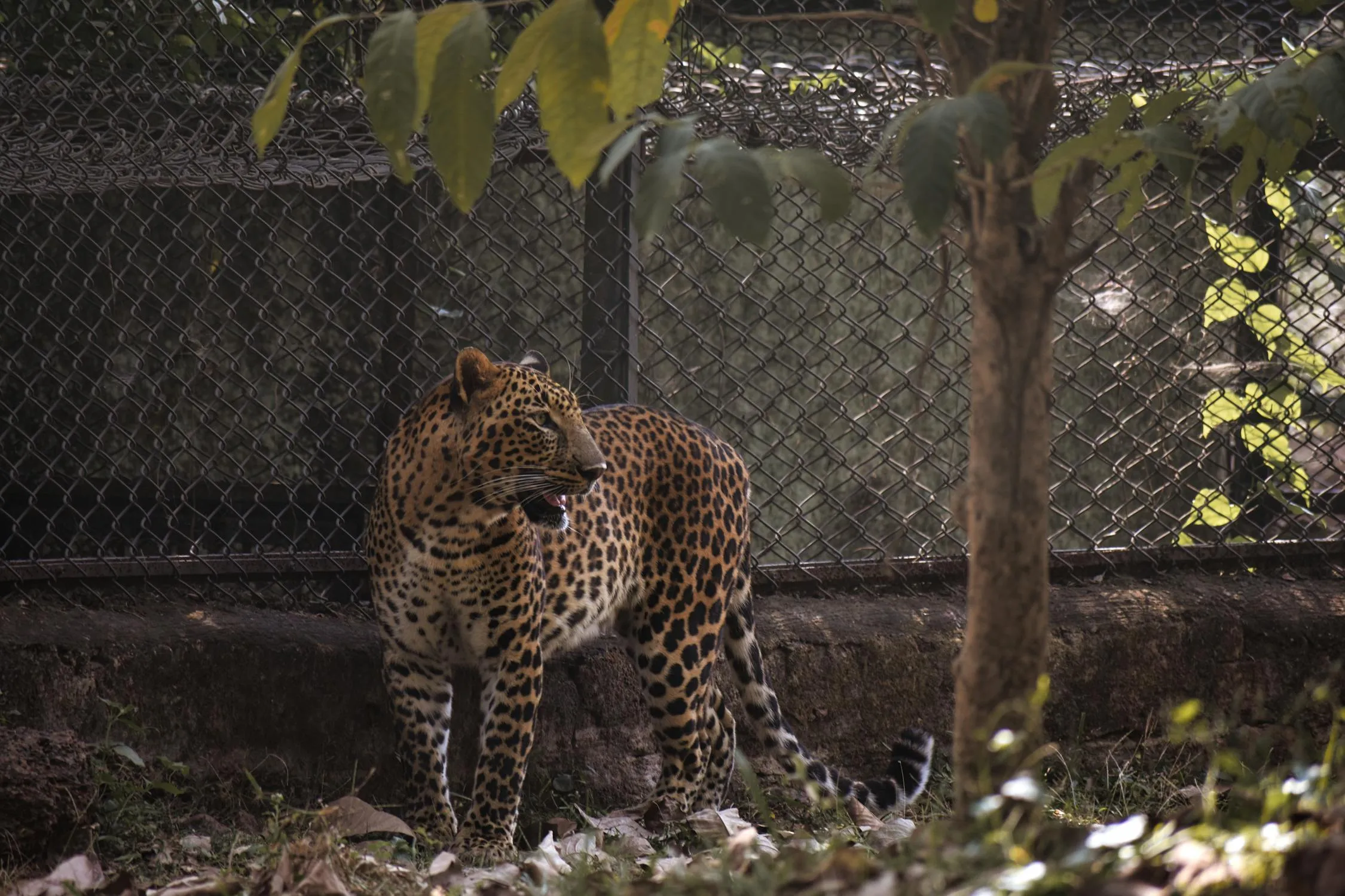 Majestic Leopard Standing and Looking Back in the Zoo