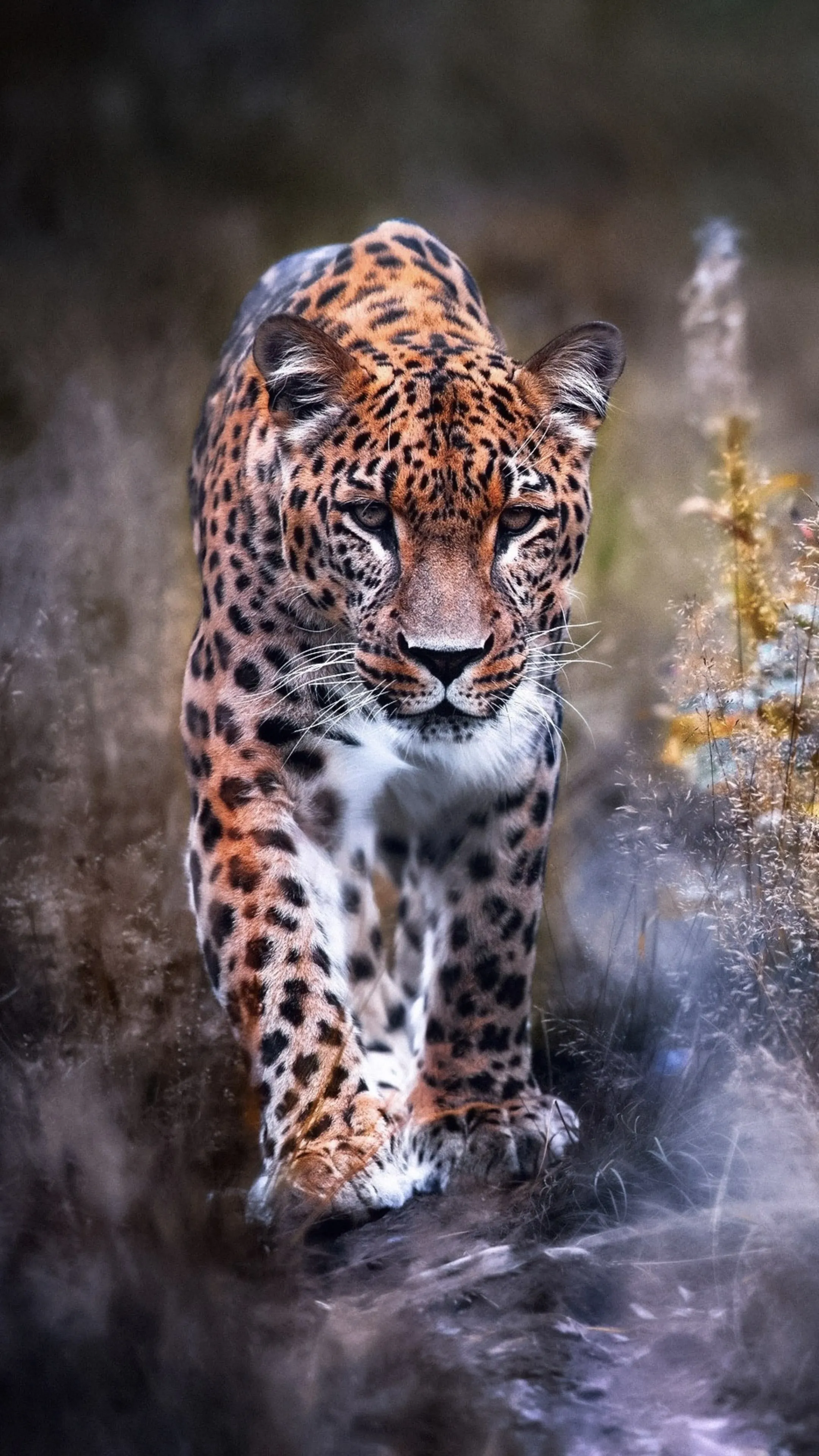 Majestic Leopard Walking in the Jungle Straight View