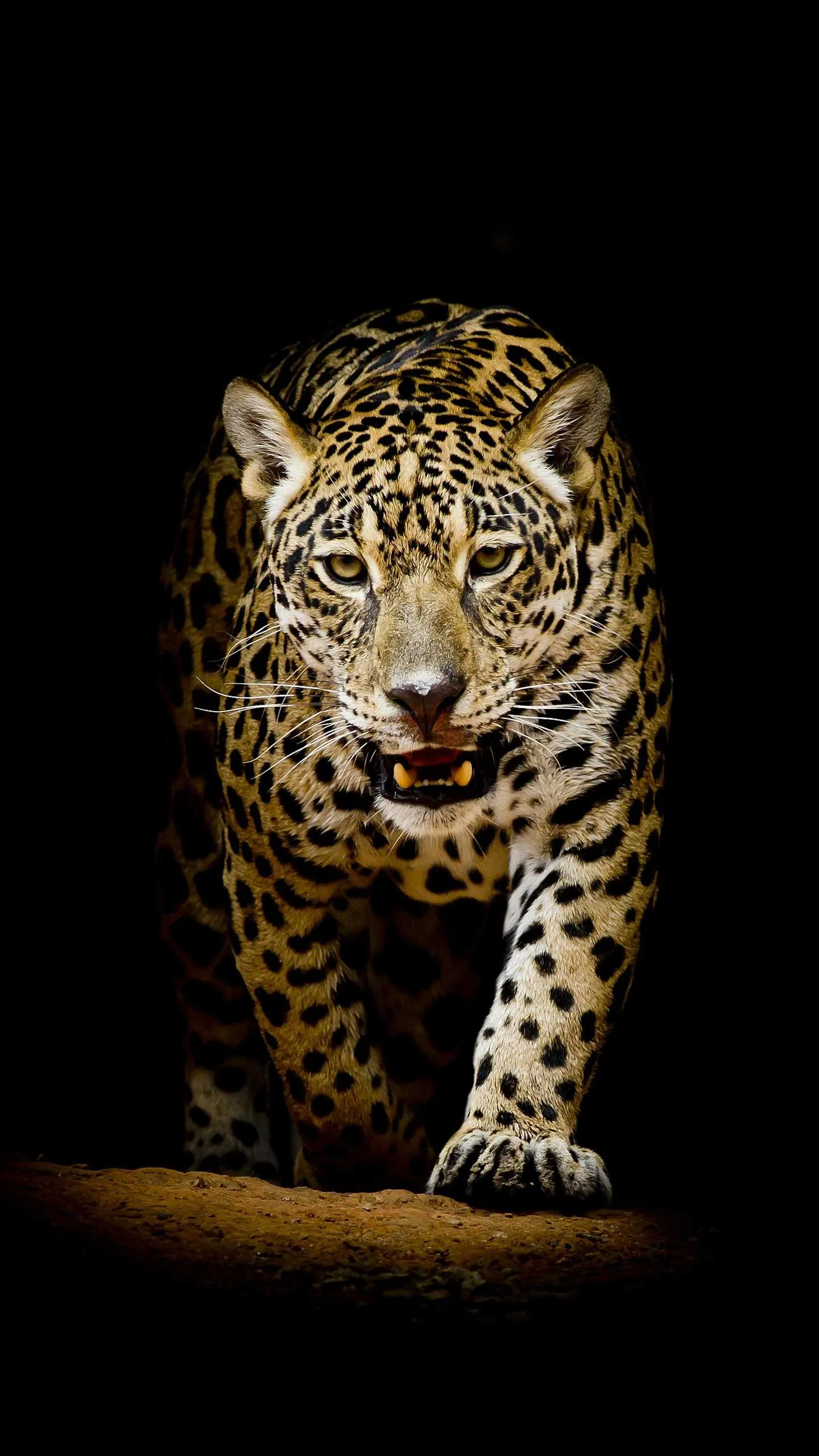 Majestic Leopard Walking Out from the Dark HD Wallpaper