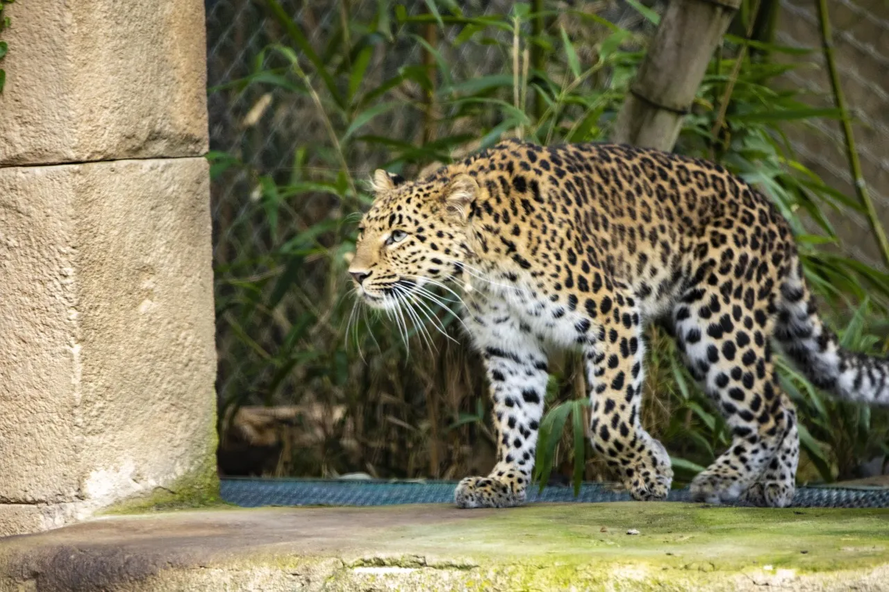 Majestic Leopard Walking Stunning Wildlife Photography