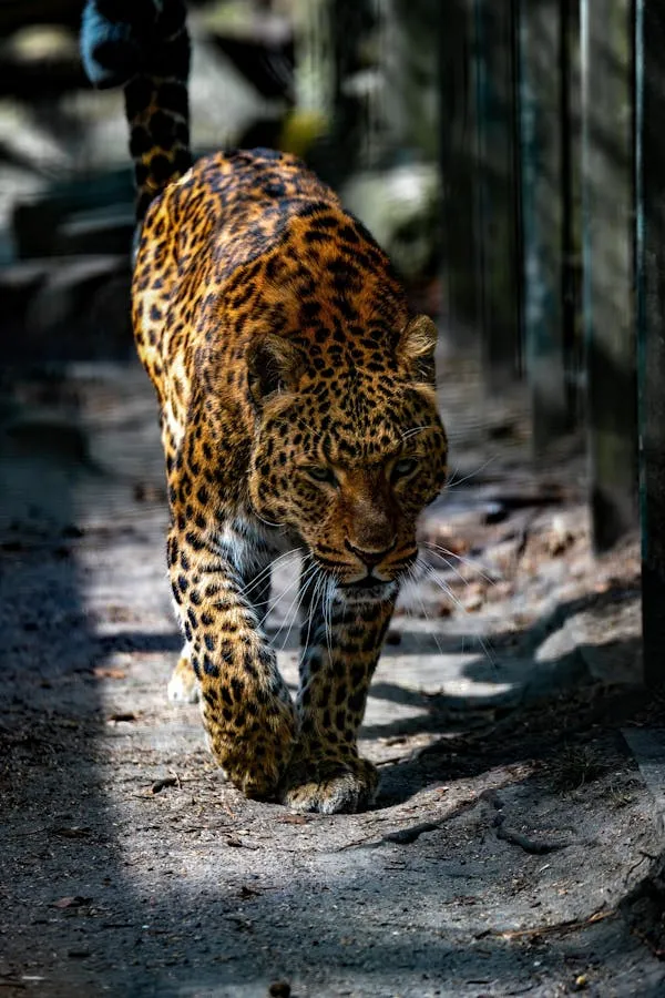 Majestic Leopard Walking in the Sunlight Wildlife Wallpaper