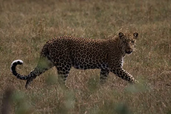Majestic Leopard Walking Freely Through Open Forest Area