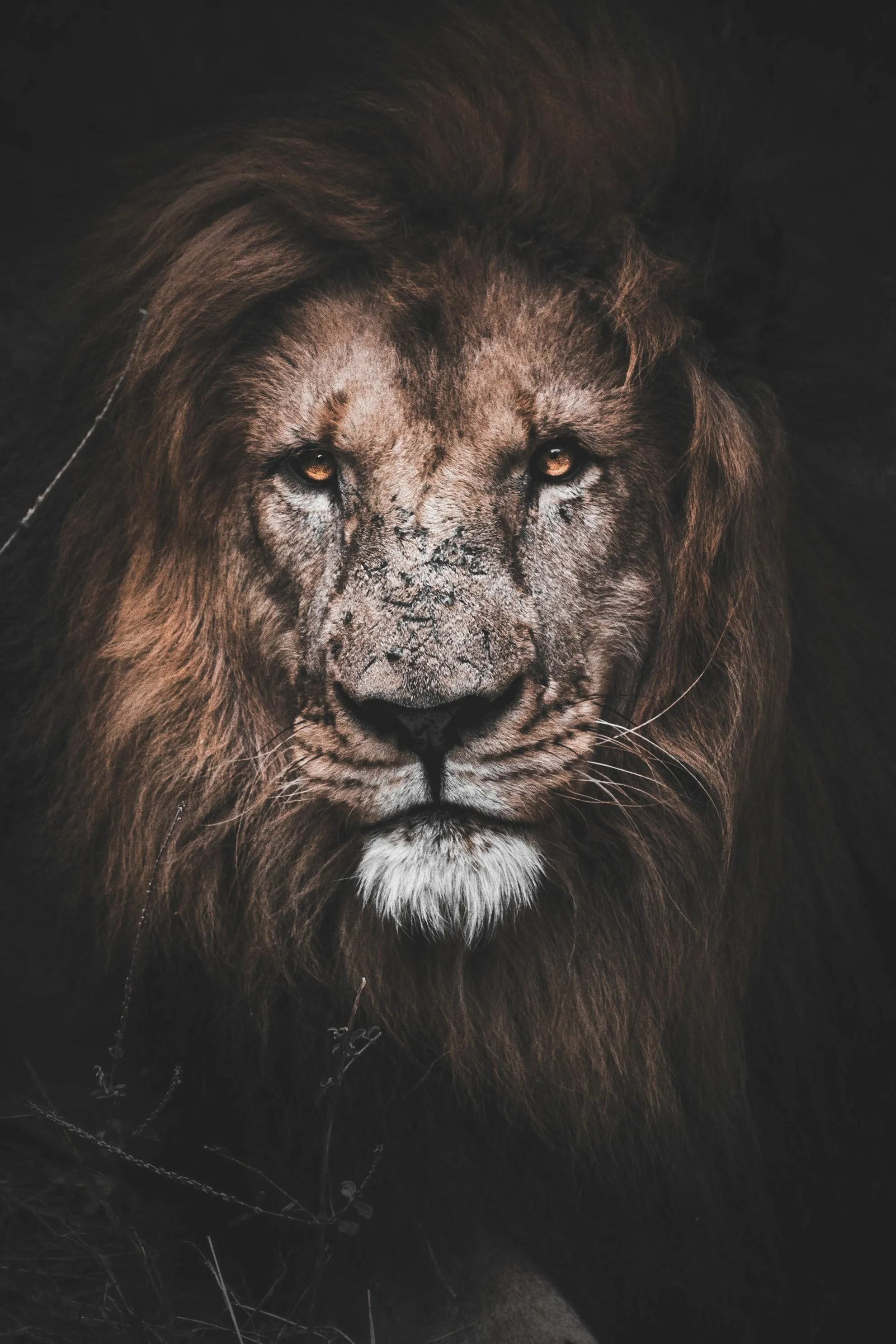 Majestic Lion with Attitude Portrait Wildlife Free Wallpaper