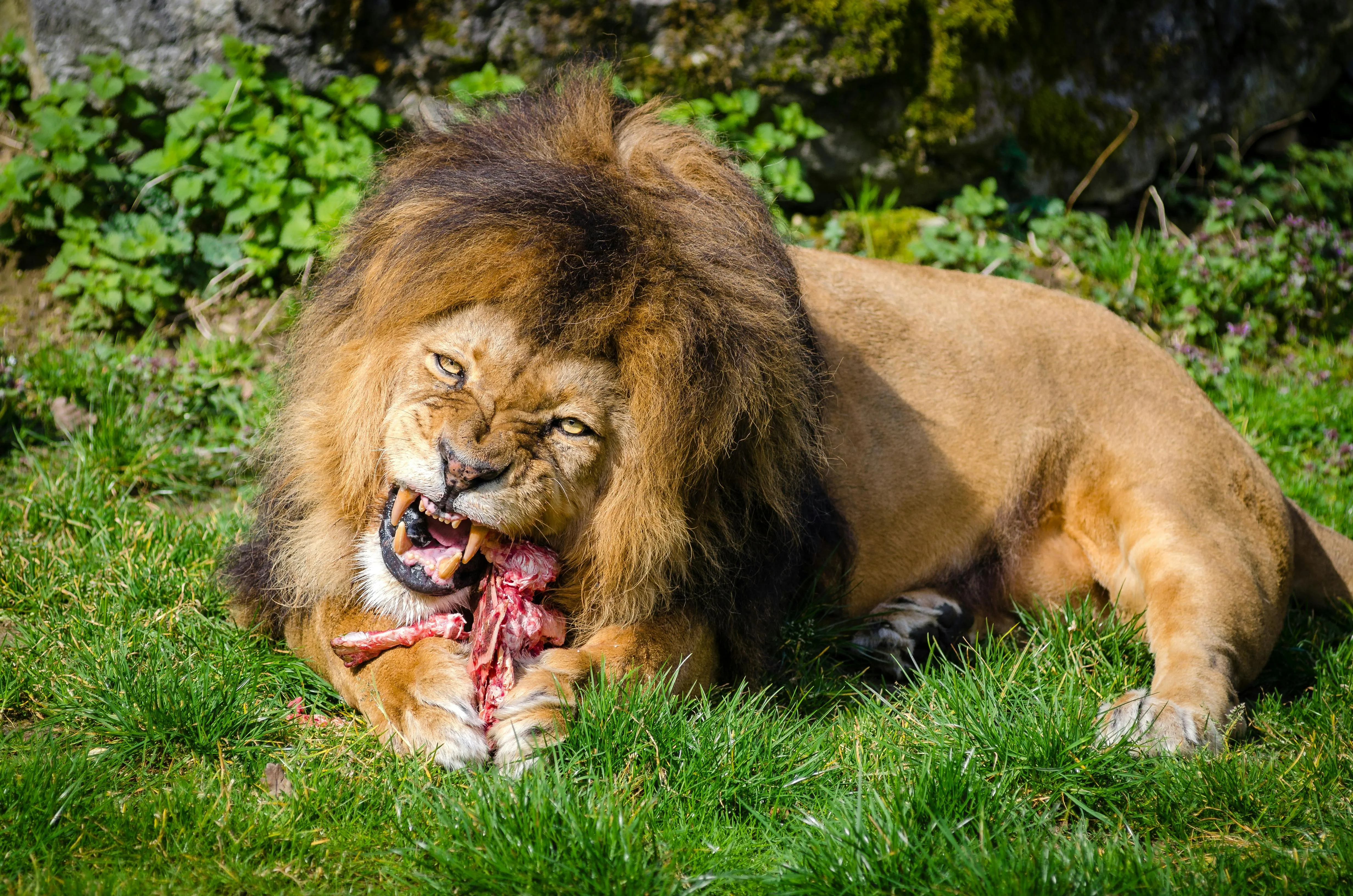 Majestic Lion Eating Meat with its Strong Teeth Wallpaper