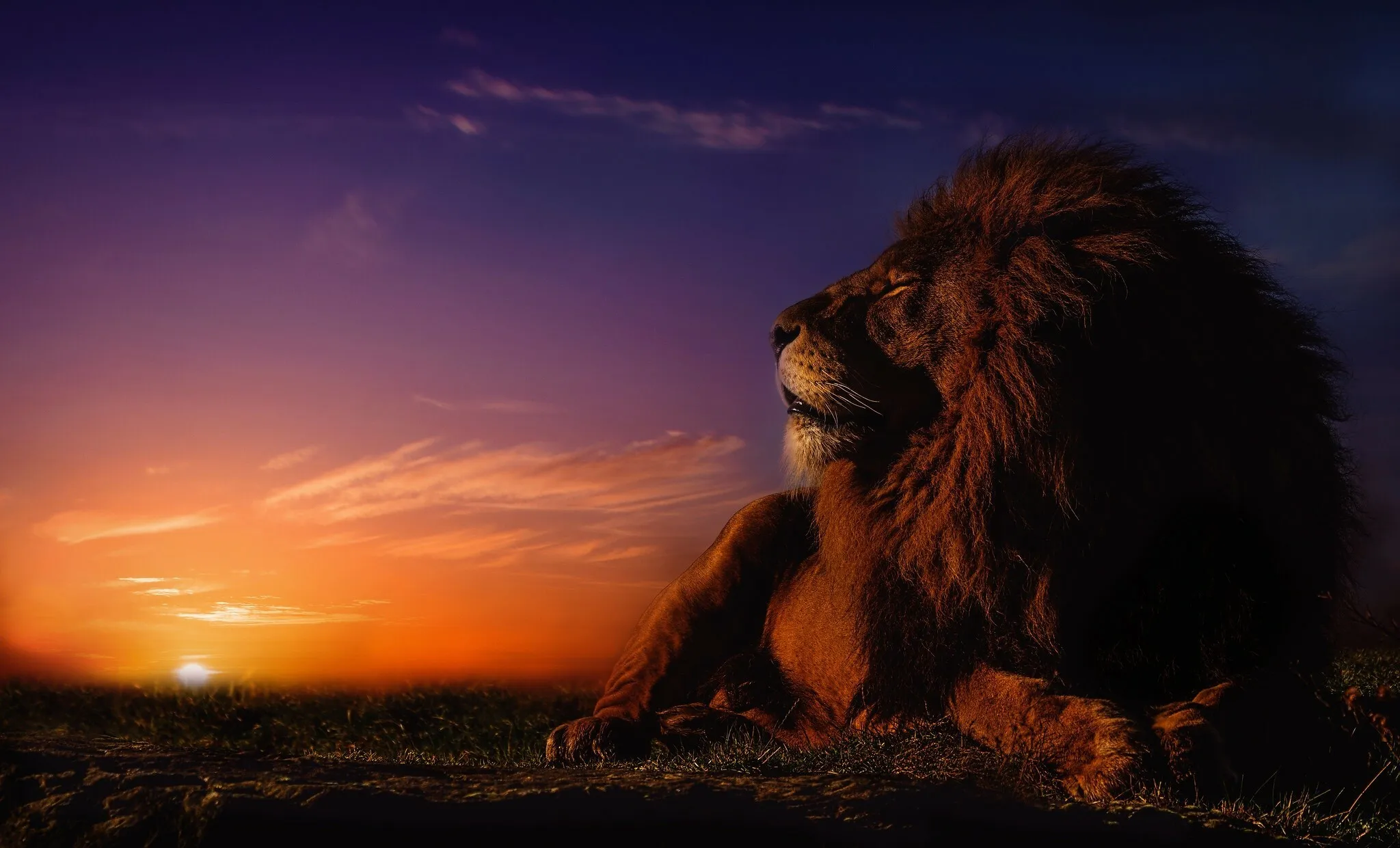 Majestic Lion Enjoying the Wonderful Evening with Sunset