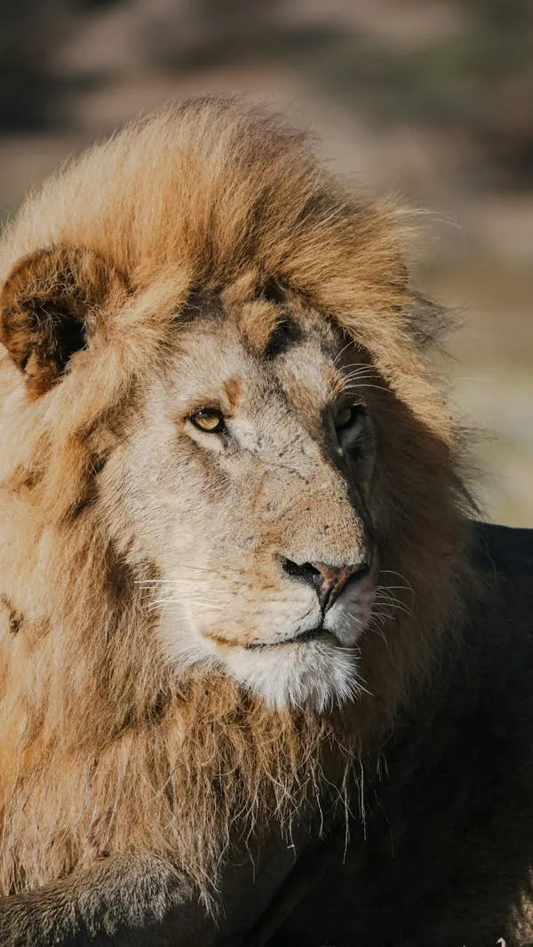 Majestic Lion Extreme Close Shot Looking Deeply HD Wallpaper