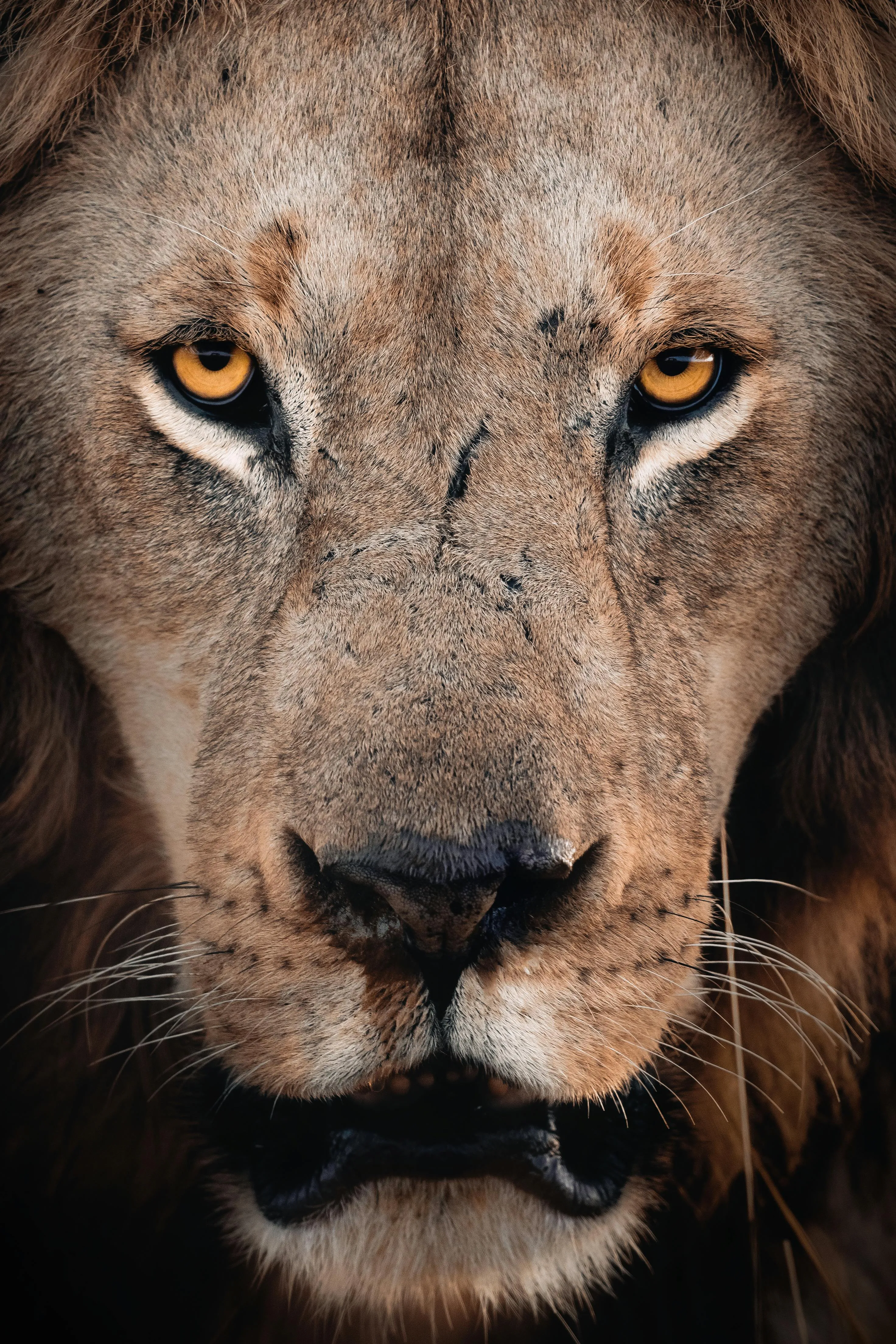 Majestic Lion Looking Angrily Mobile HD Free Wallpaper