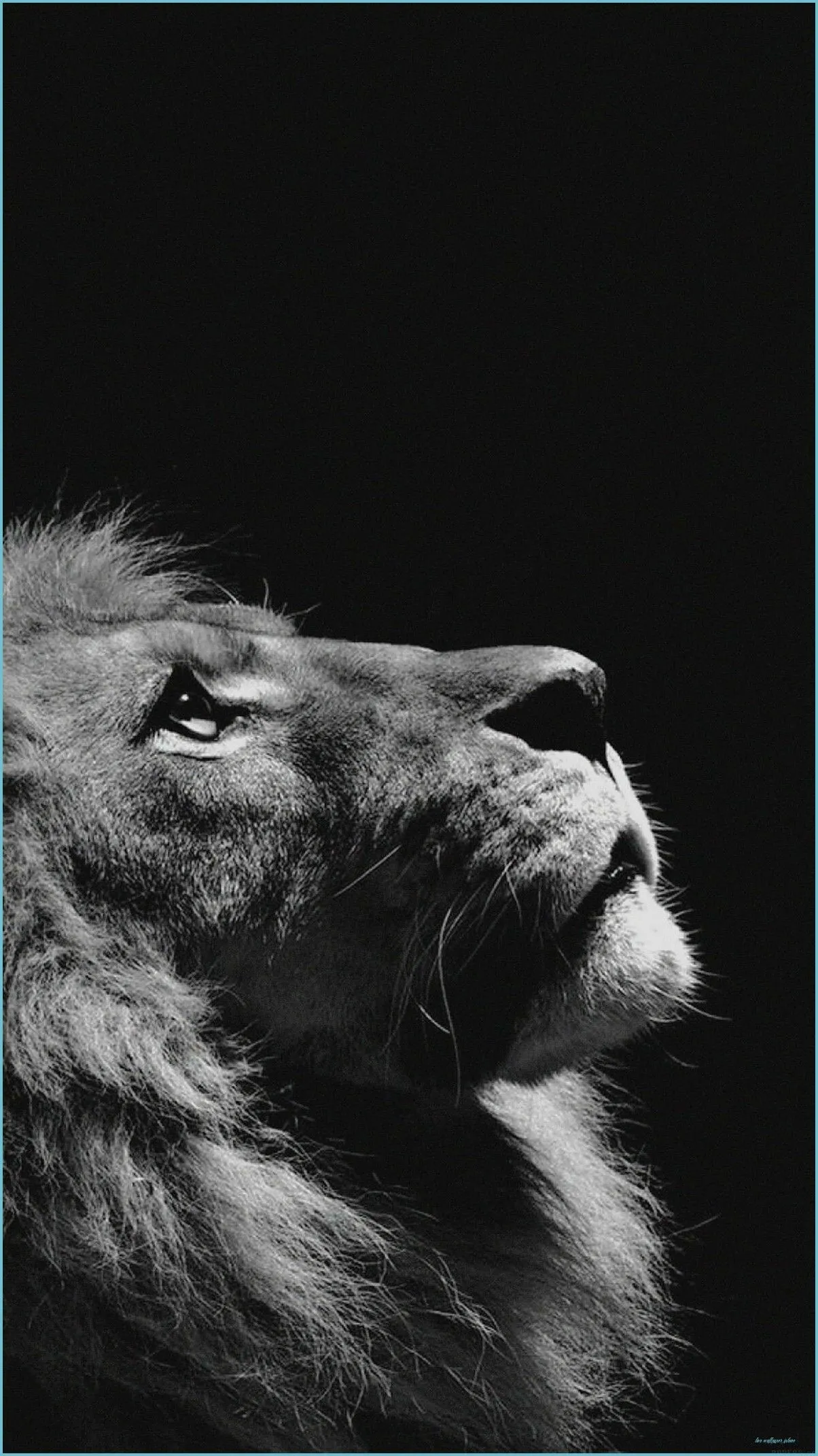 Majestic Lion Looking Up Black and White HD Free Wallpaper