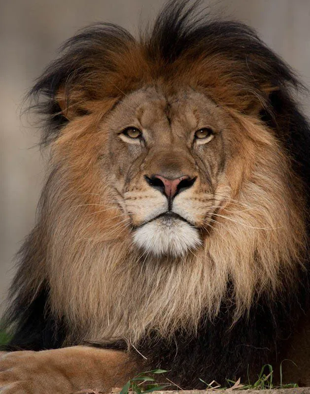 Majestic Lion Relaxing in Forest Royal Attitude HD Wallpaper