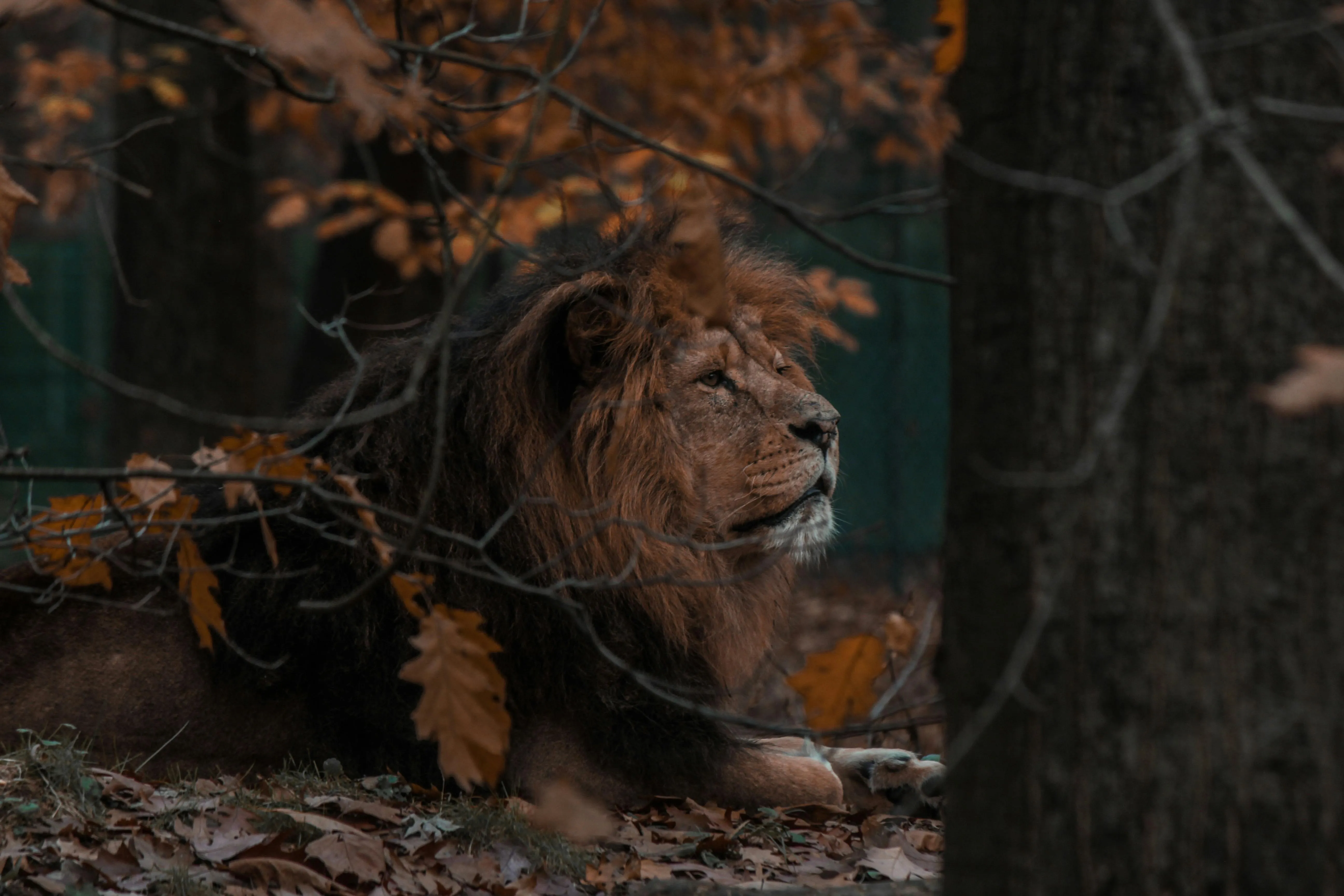 Majestic Lion Resting in Autumn Forest King of the Jungle