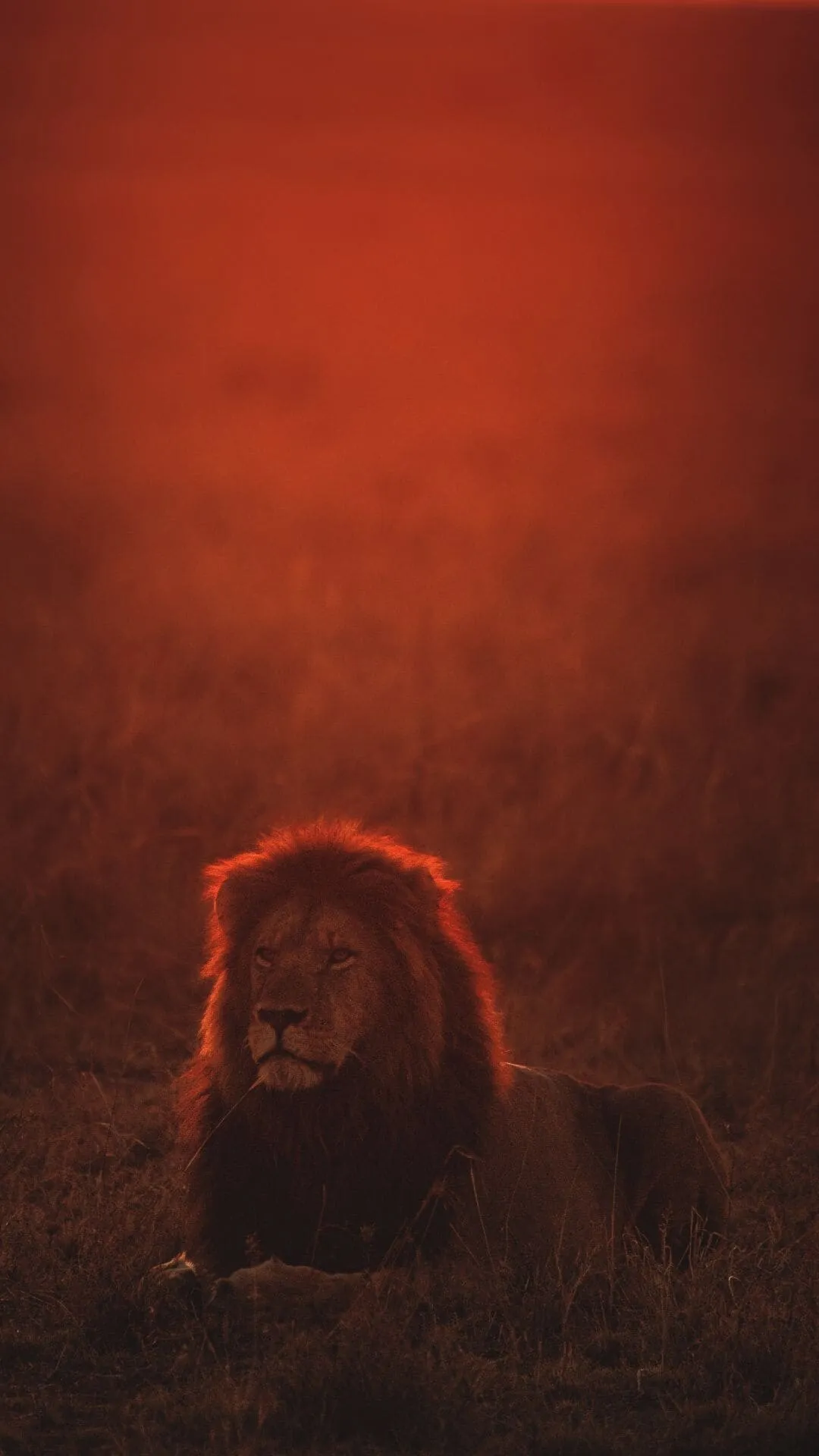 Majestic Lion Resting at Sunset in the African Savannah