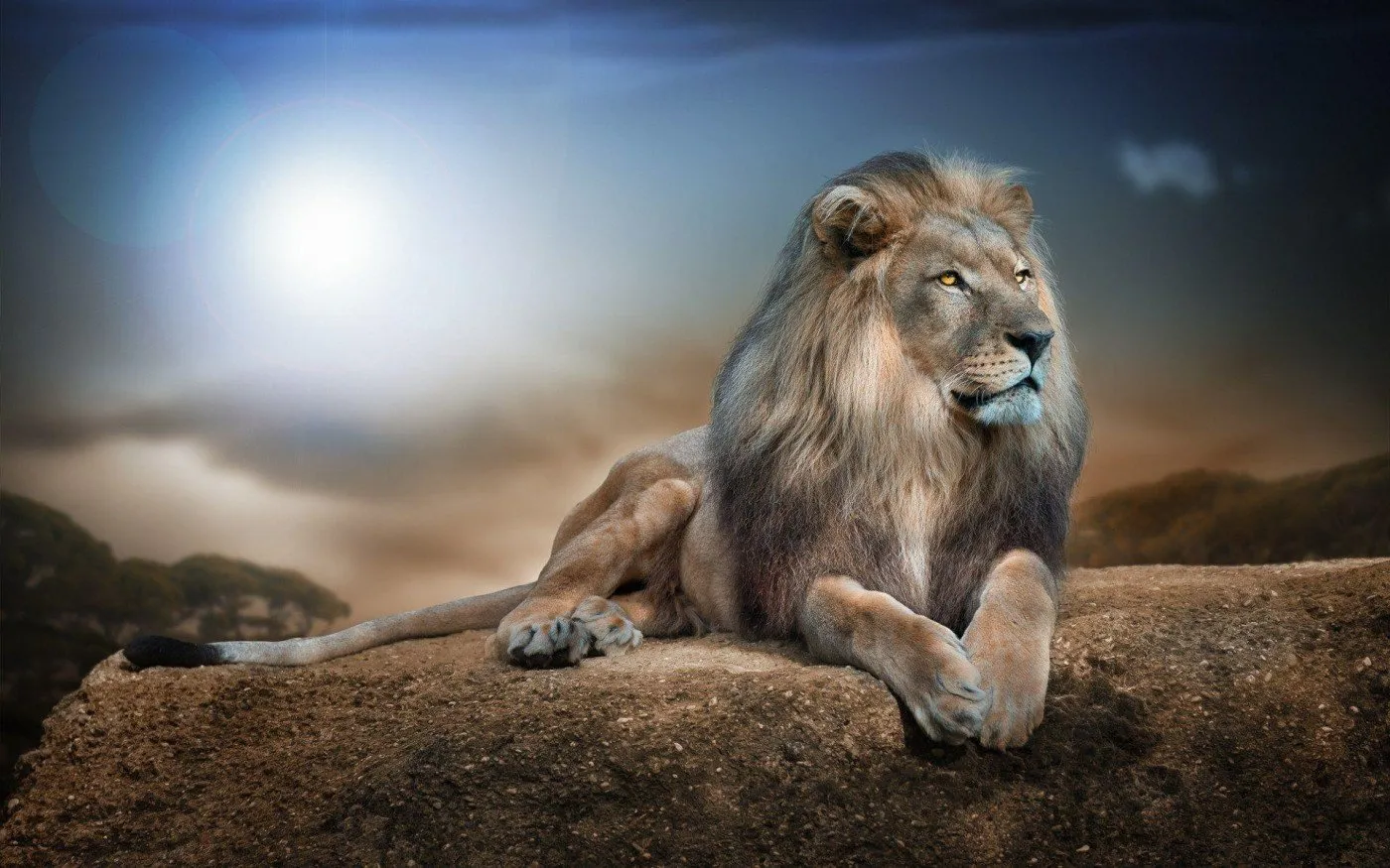 Majestic Lion on Rock at Dusk Under Dramatic Sky Wallpaper