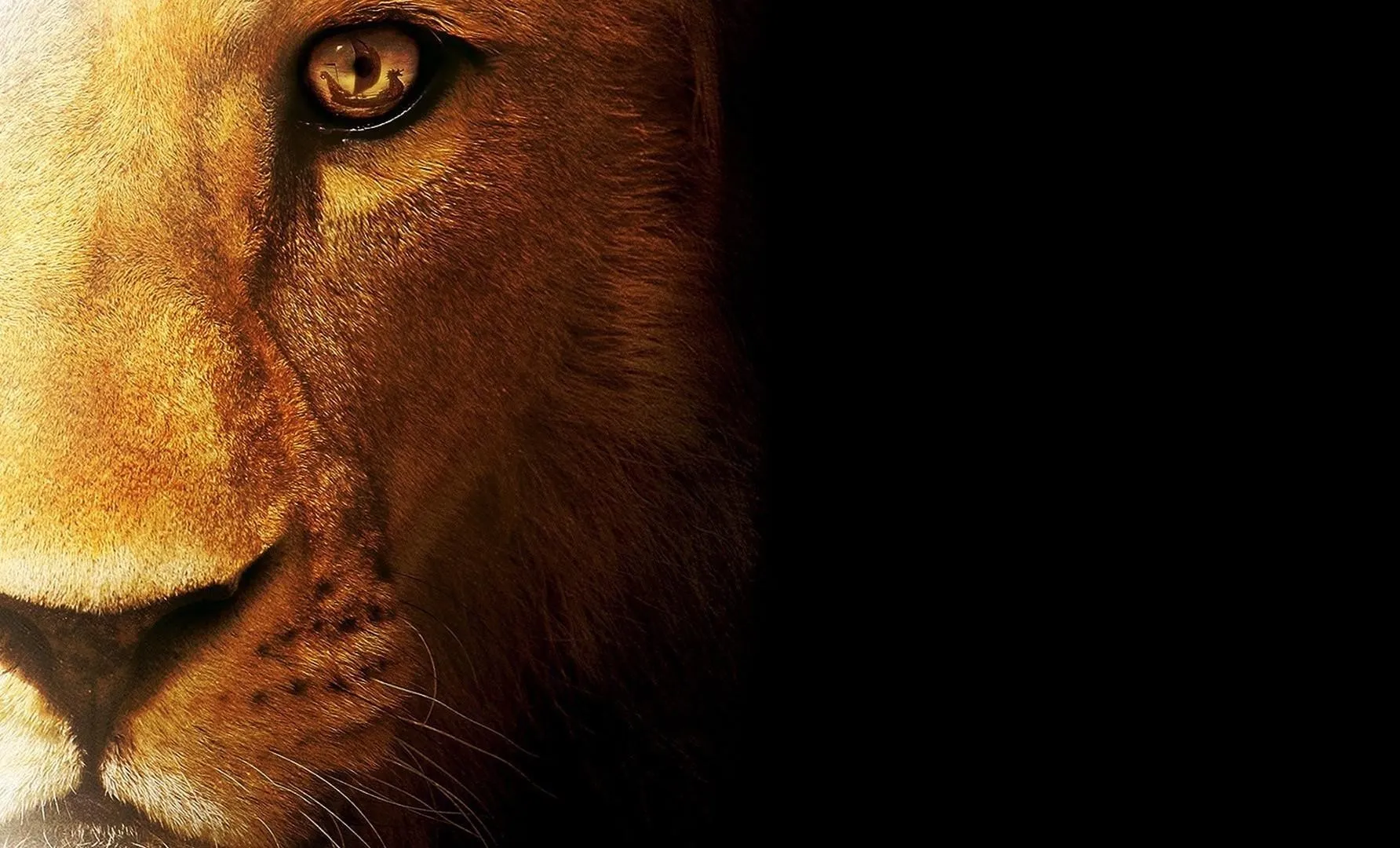 Majestic Lion Close Up Wallpaper HD Animal Photography