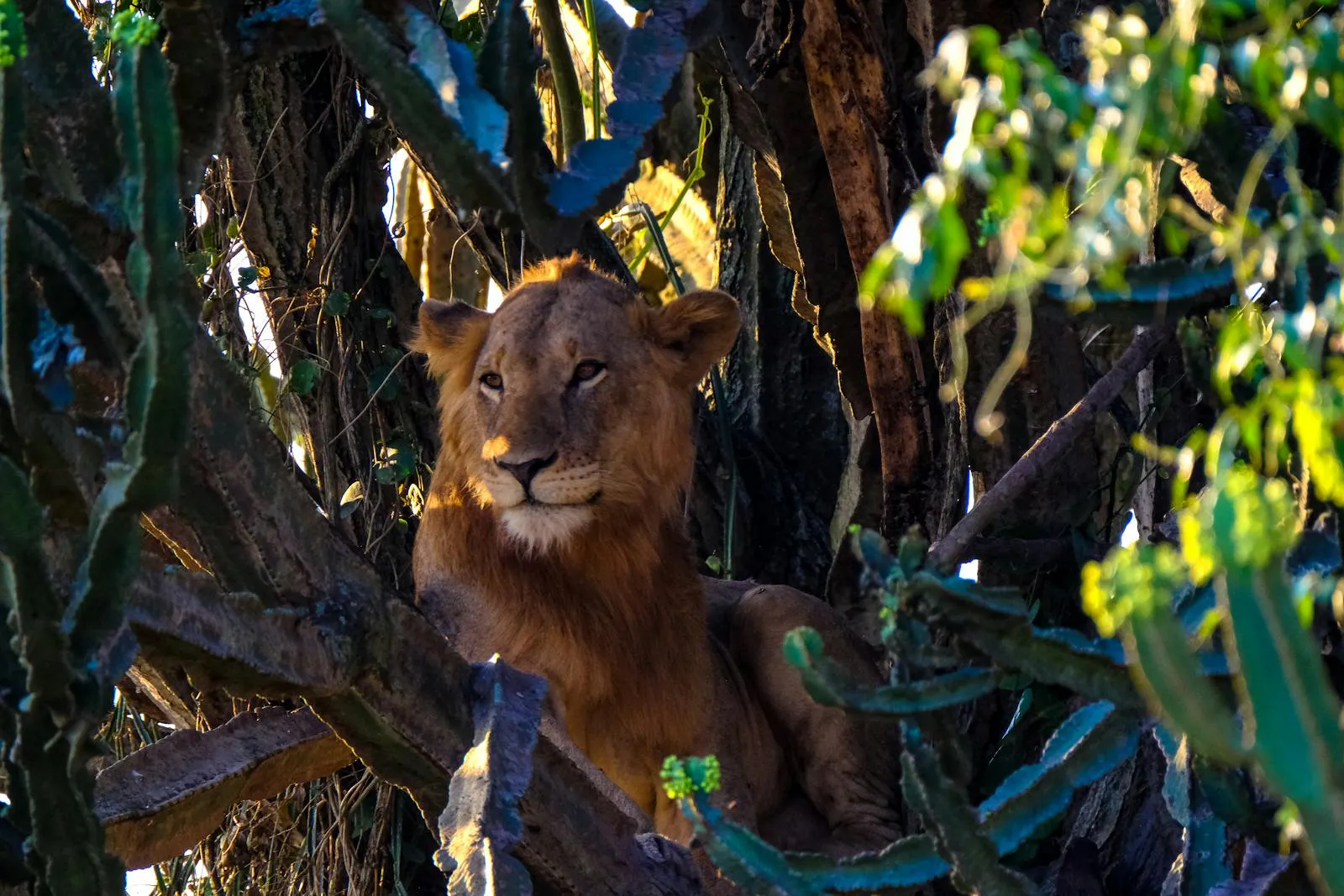 Majestic Lioness Resting on Cactus Natural Habitat Wallpaper