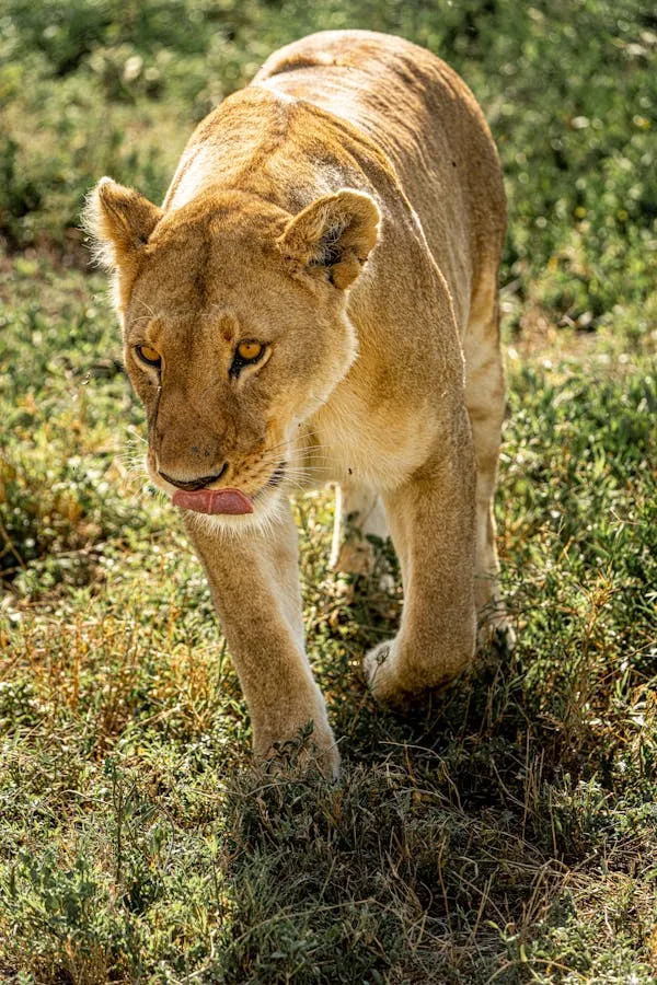 Majestic Lioness Roams in the Jungle Wildlife HD Wallpaper