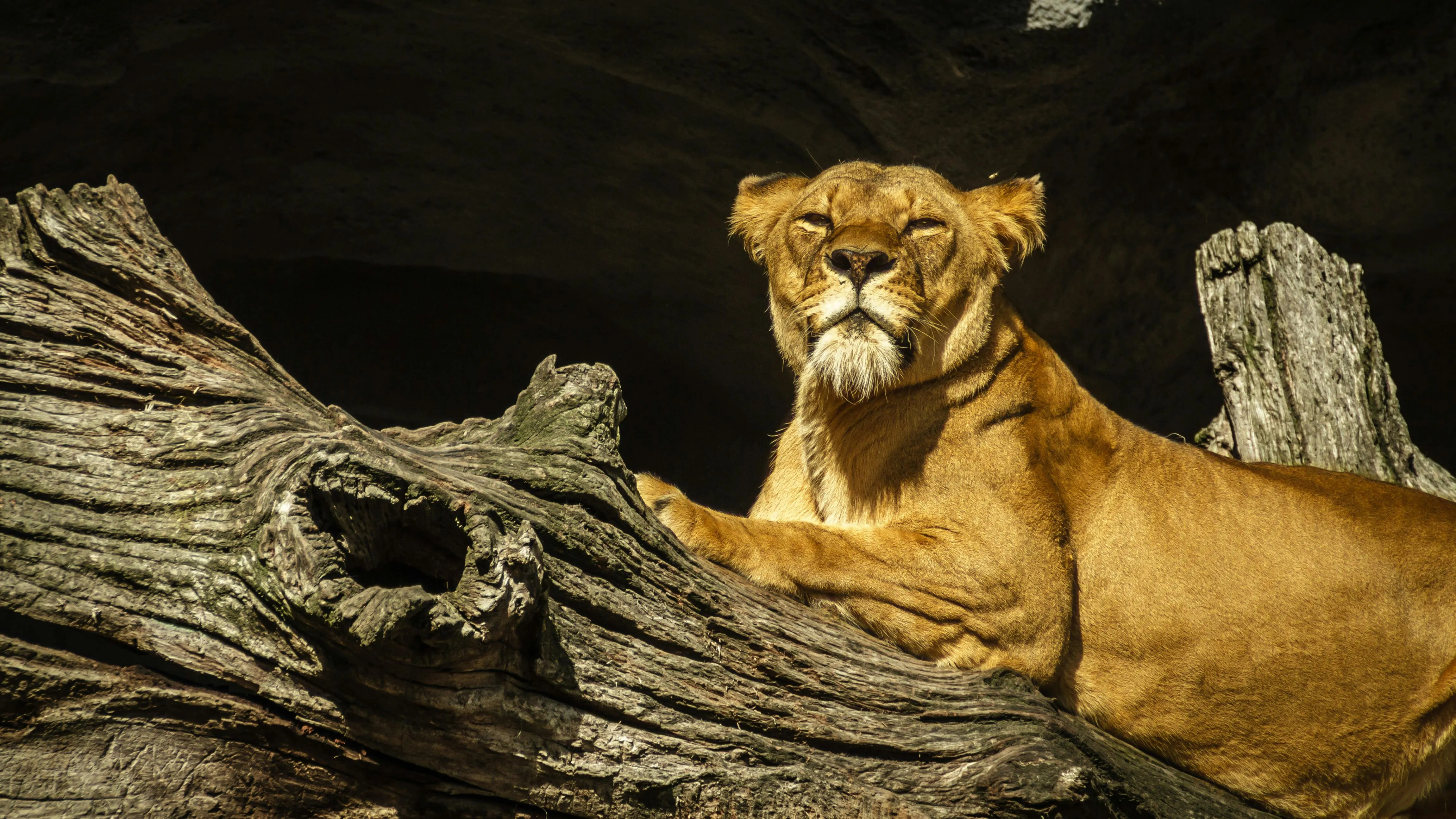 Majestic Lioness Sleeping on Tree Branch Wildlife Wallpaper
