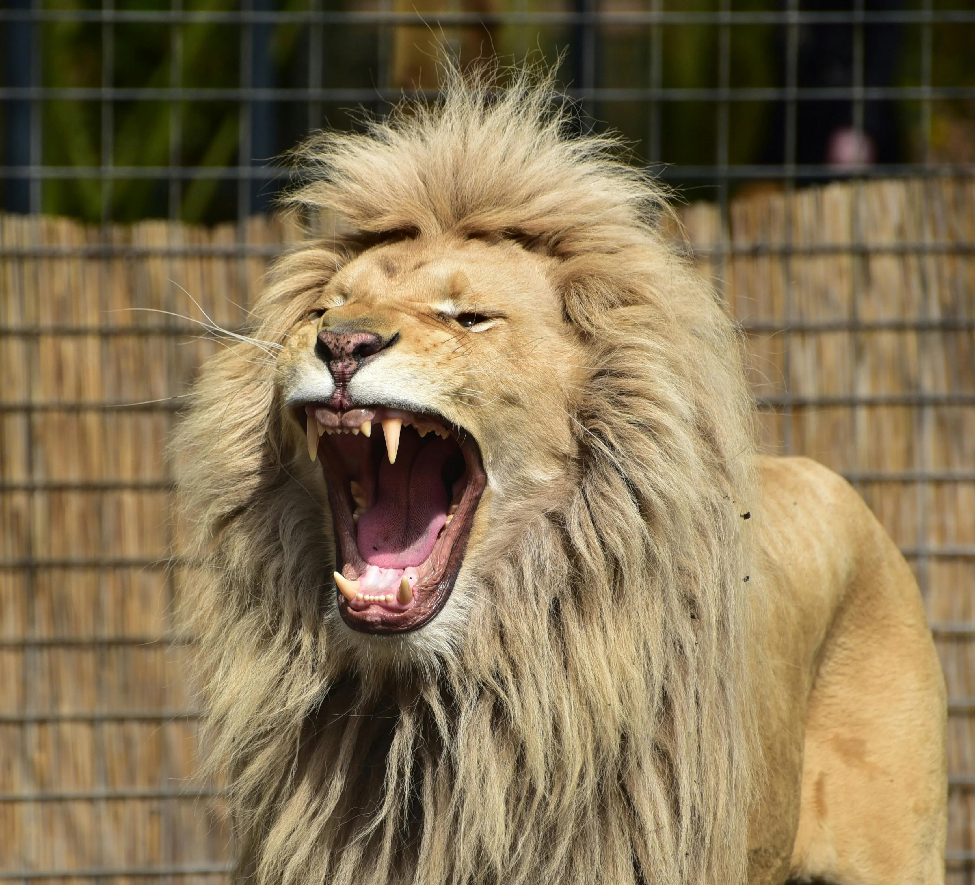 Majestic Male Lion Extreme Roaring in the Zoo HD Wallpaper