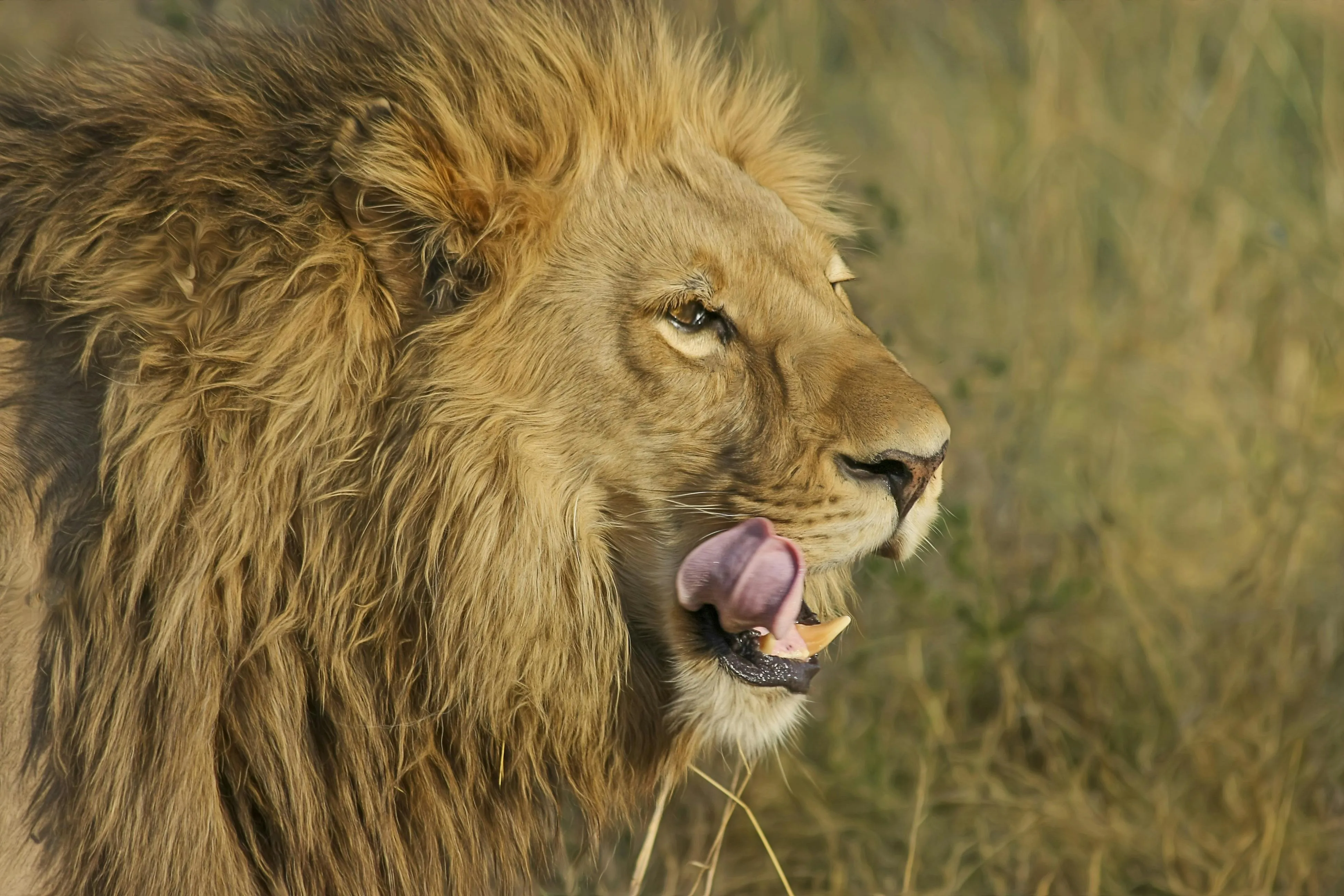 Majestic Male Lion Licking Lips in Natural Savannah Image