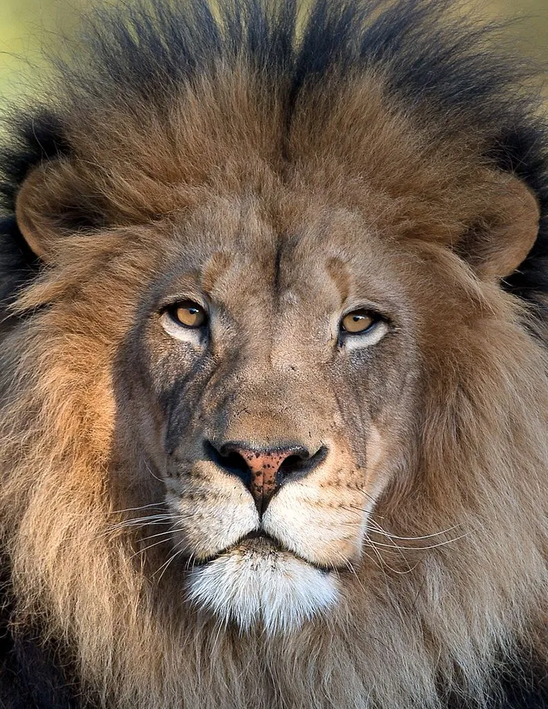 Majestic Male Lion Powerful King of the Jungle HD Wallpaper