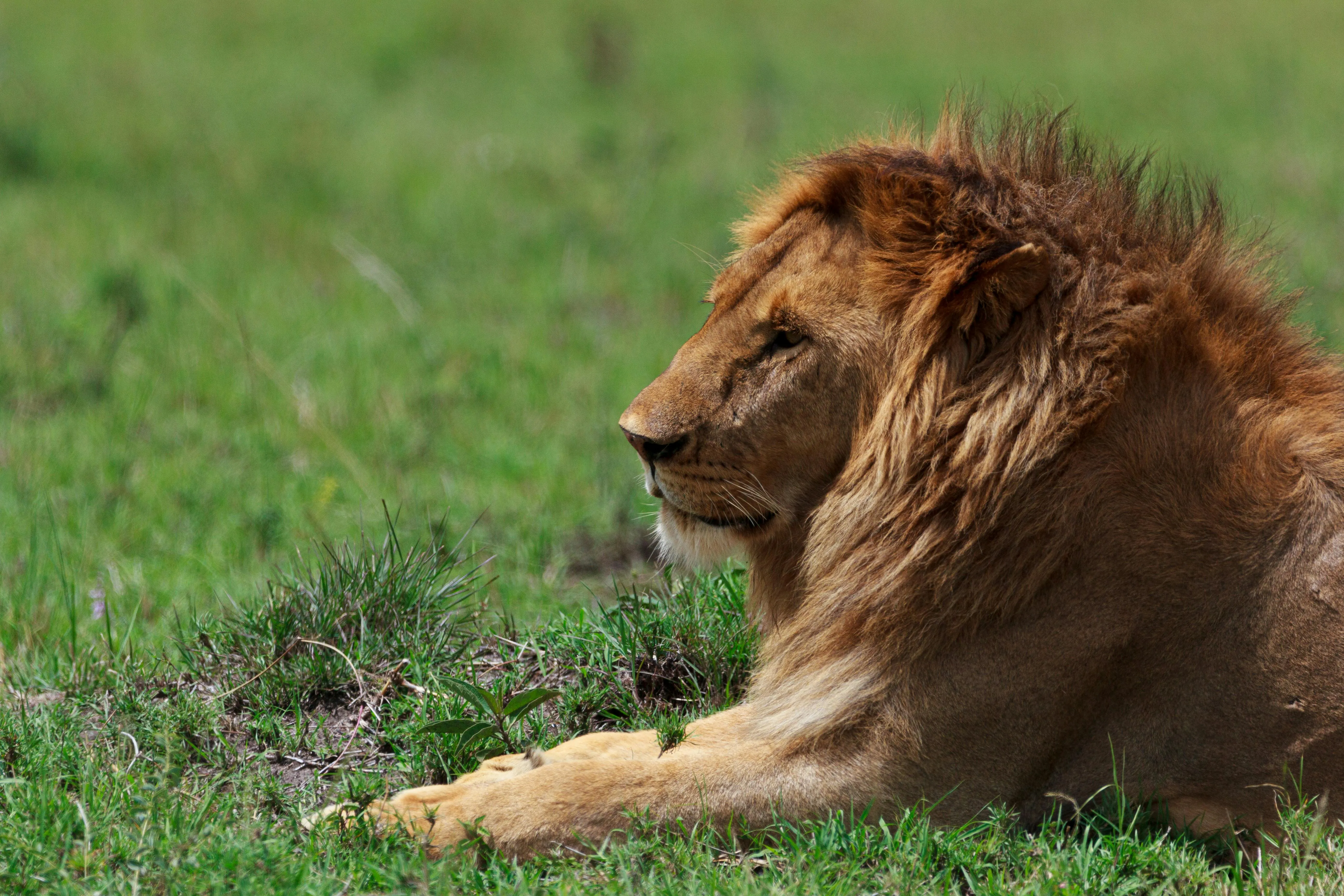 Majestic Male Lion Resting on Grass in Natural Habitat