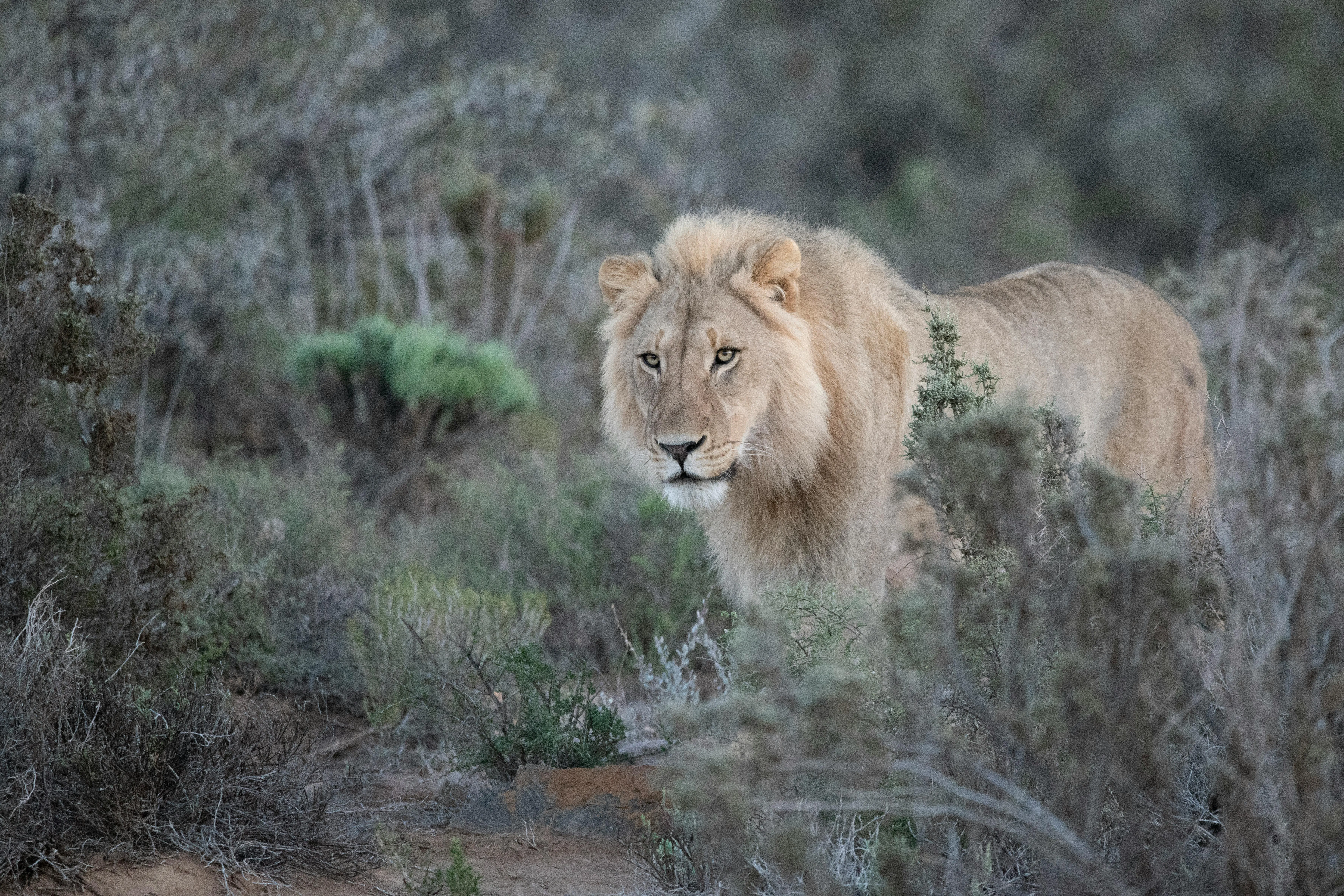 Majestic Male Lion Walking in Forest with Attitude Wallpaper