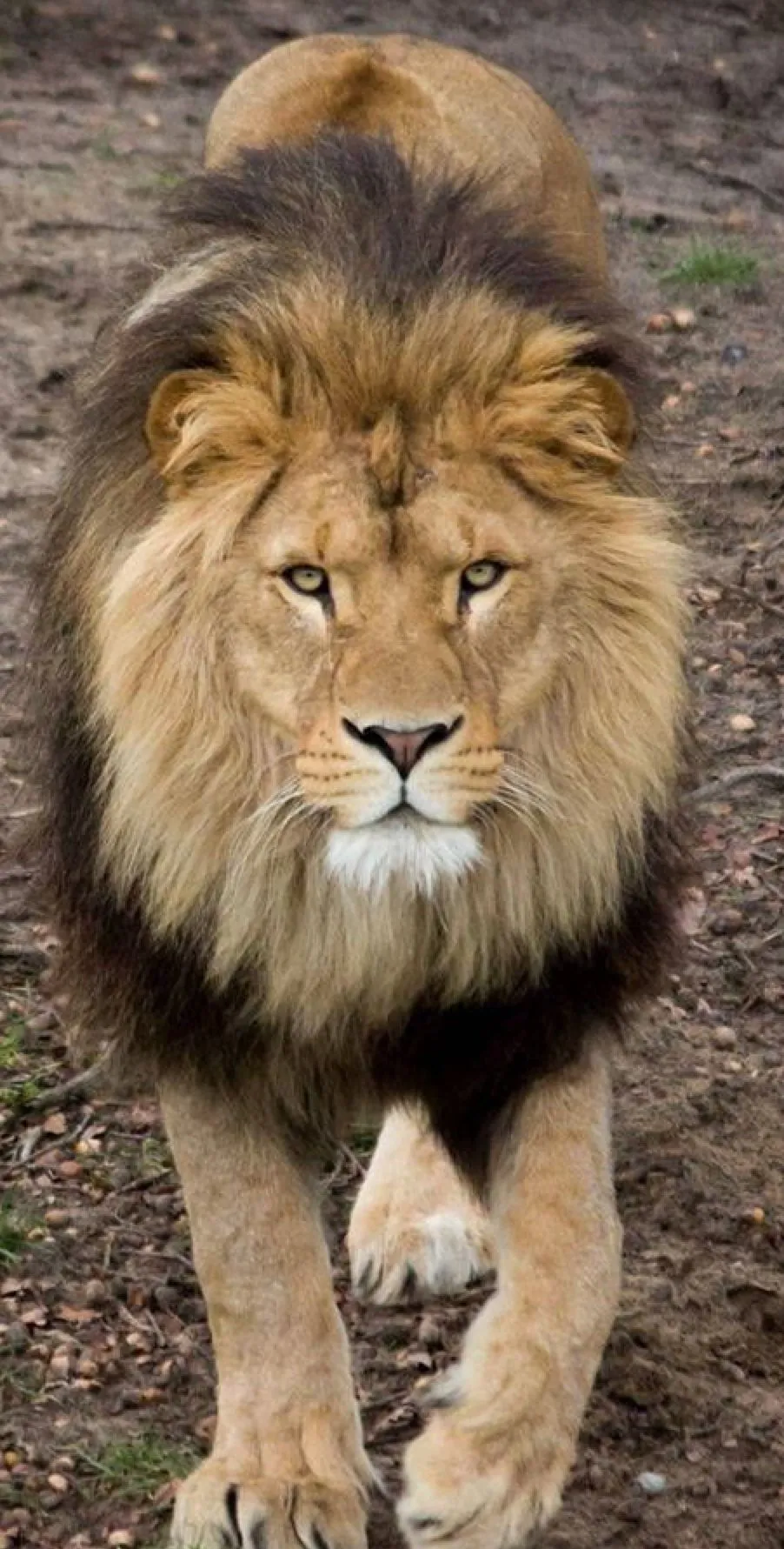 Majestic Male Lion Walking Towards Camera Wild Habitat