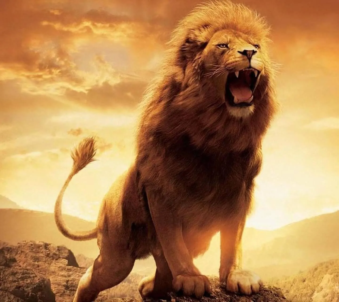 Majestic Roaring Lion at Sunset Wildlife Portrait Wallpaper