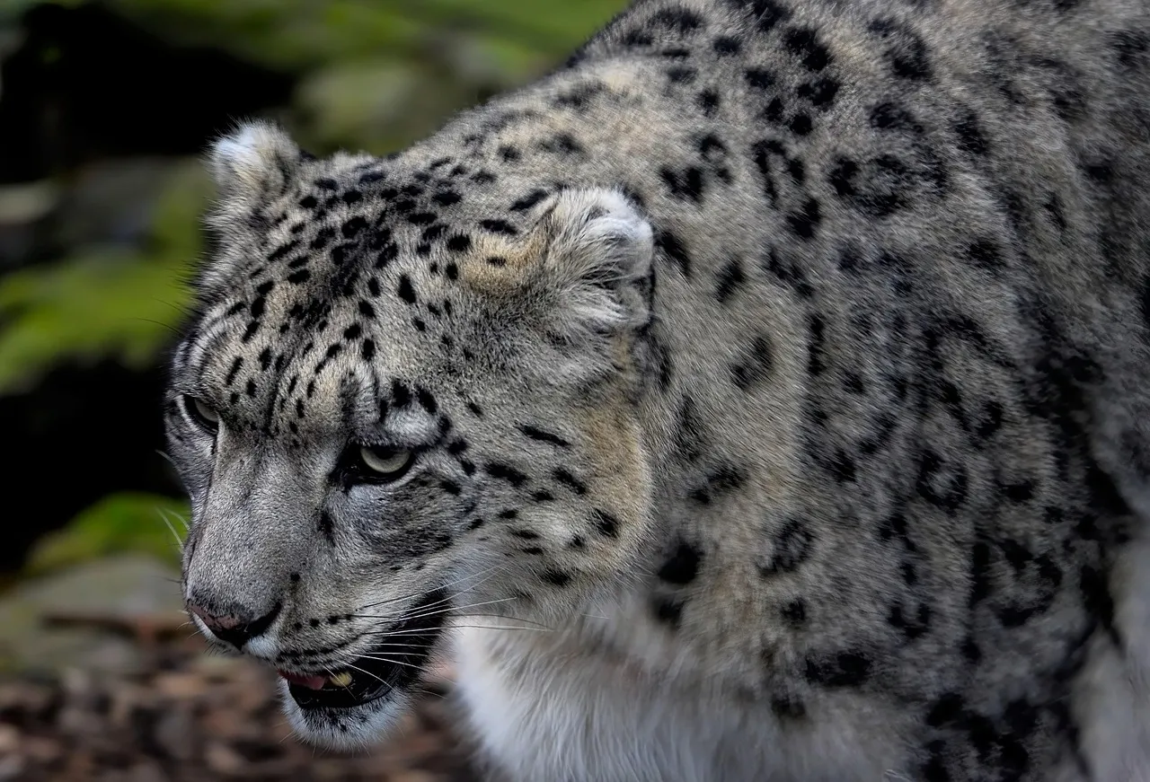 Majestic Snow Leopard Roars with the Angry Face Wallpaper