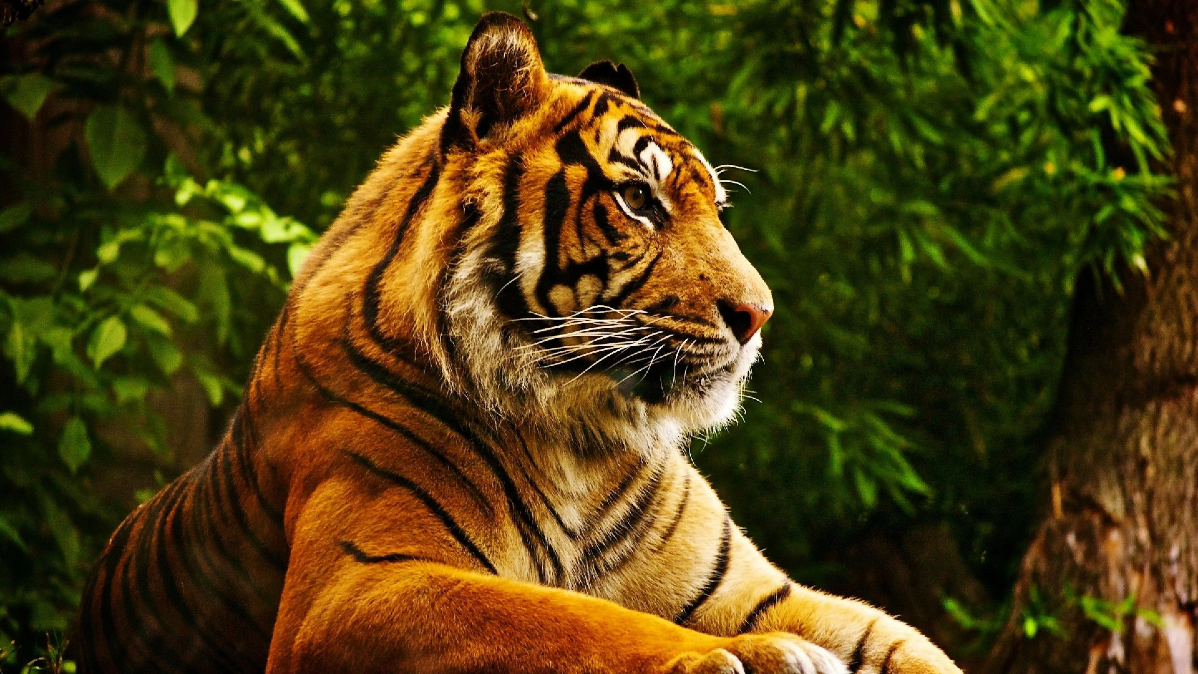 Majestic Tiger Relaxing Over The Tree Wildlife Photography