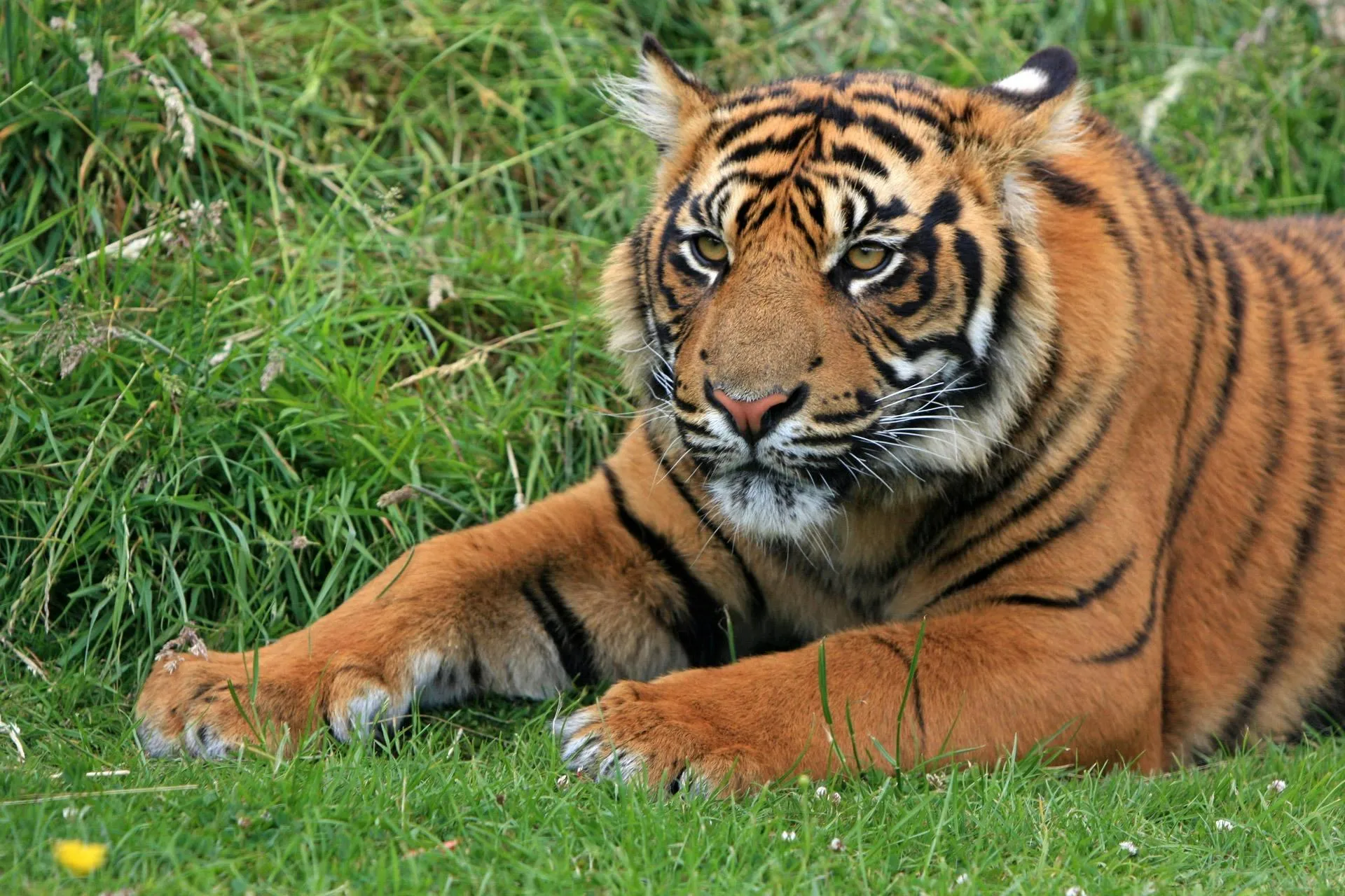 Majestic Tiger Rests In Grass Nature Wallpaper Free Download