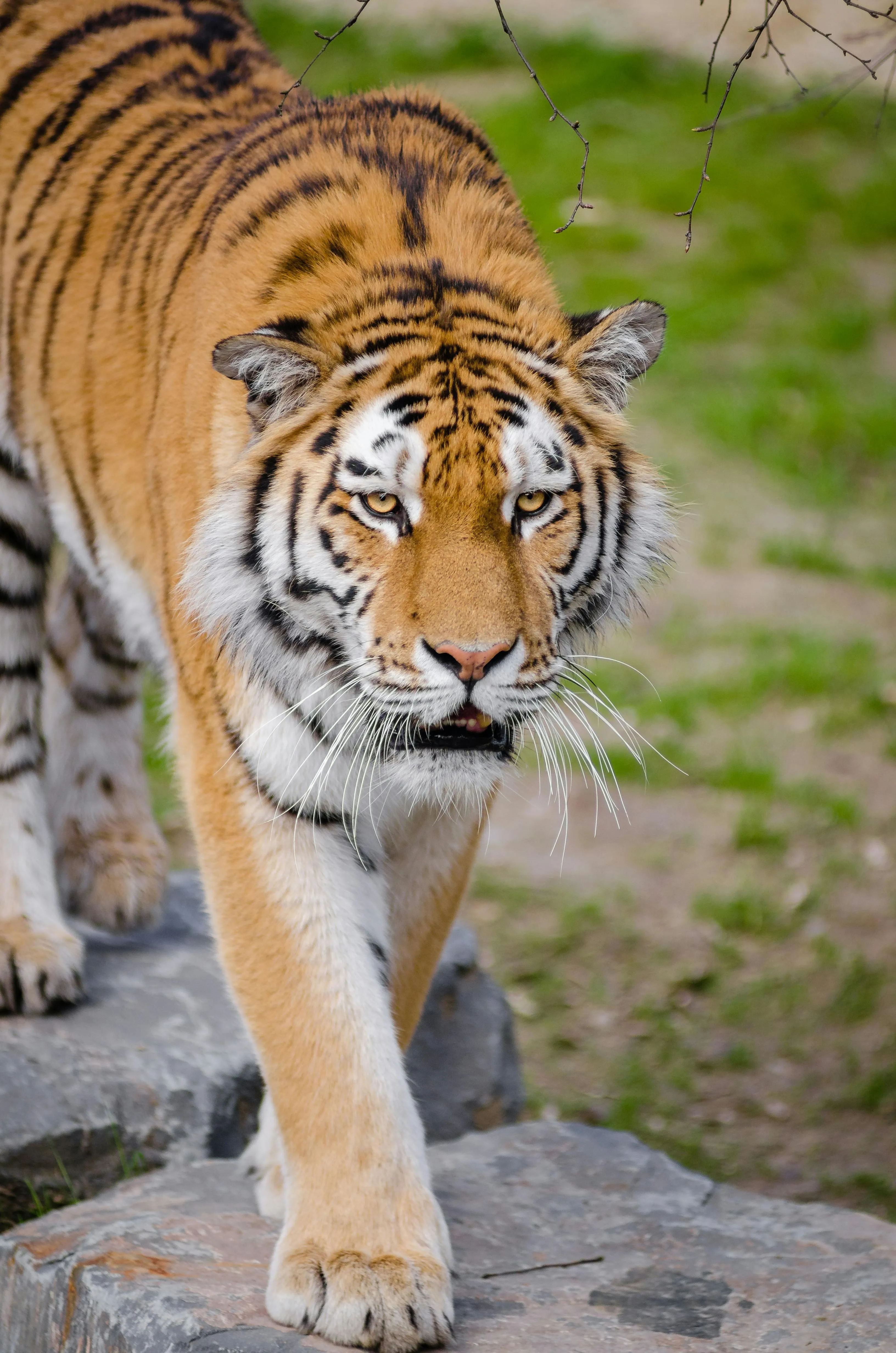 Majestic Tiger Walking On Rock 4K Wallpaper Free Download
