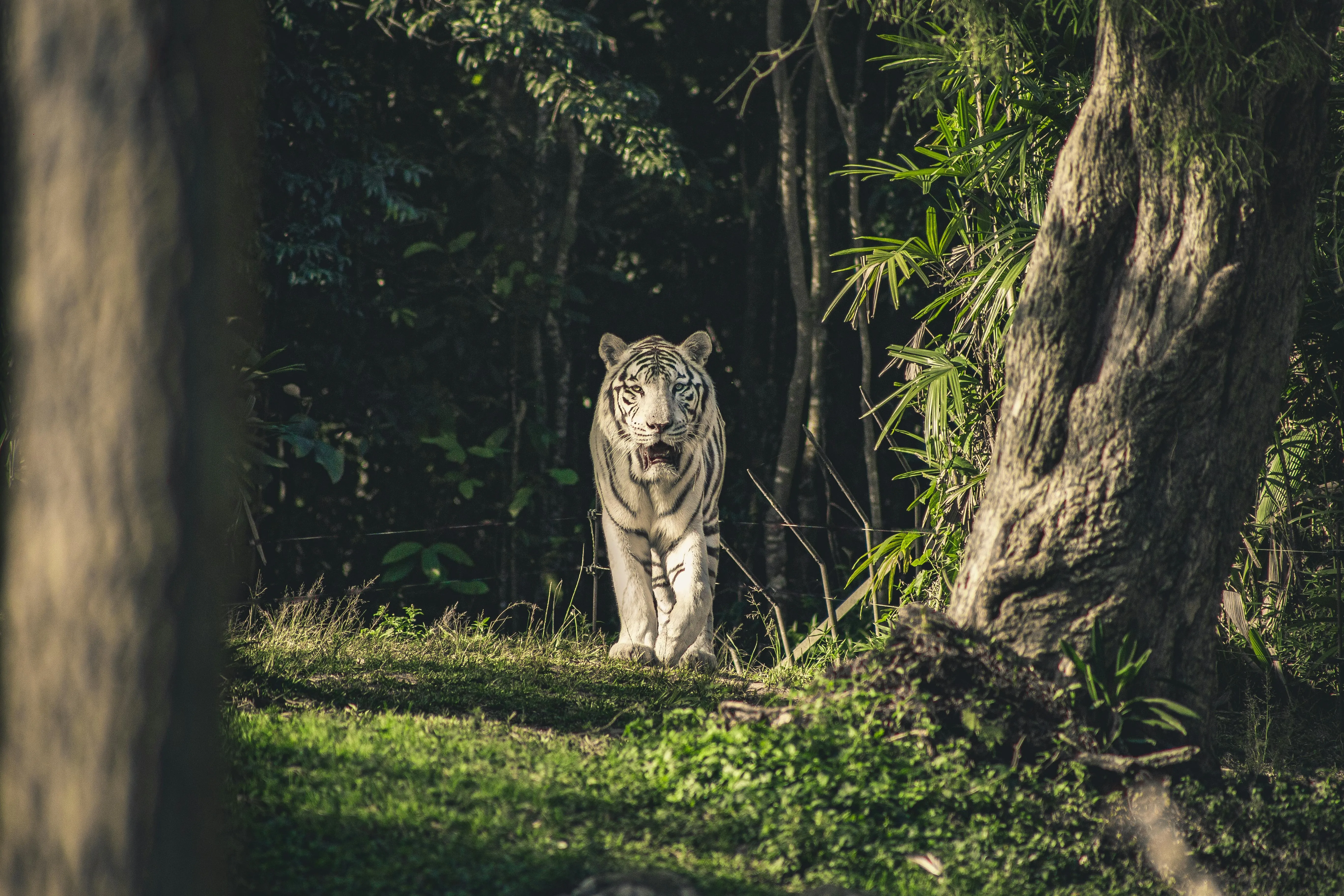 Majestic White Tiger In Jungle Wildlife Photography Image